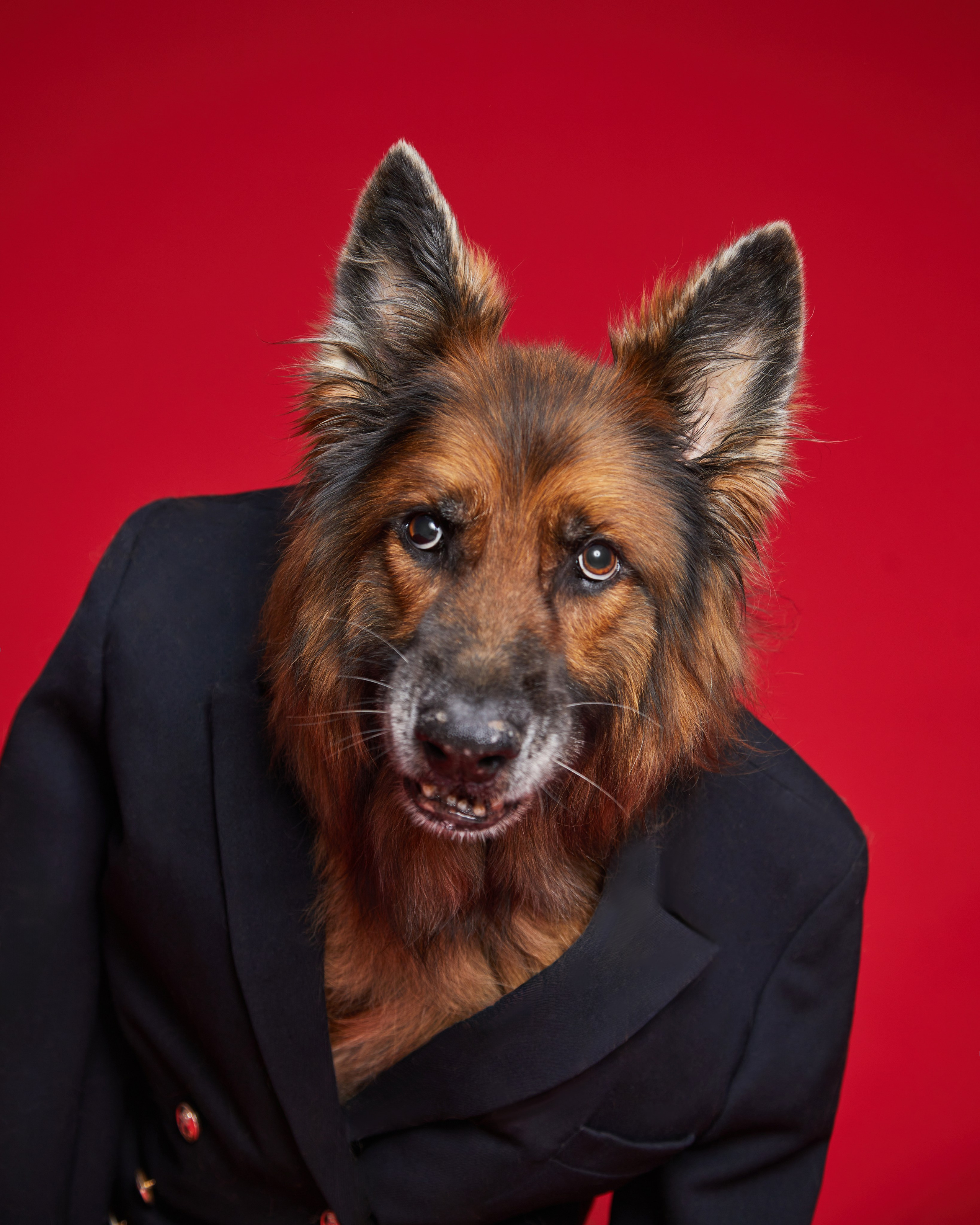 Pets Photography / Фотограф Собак