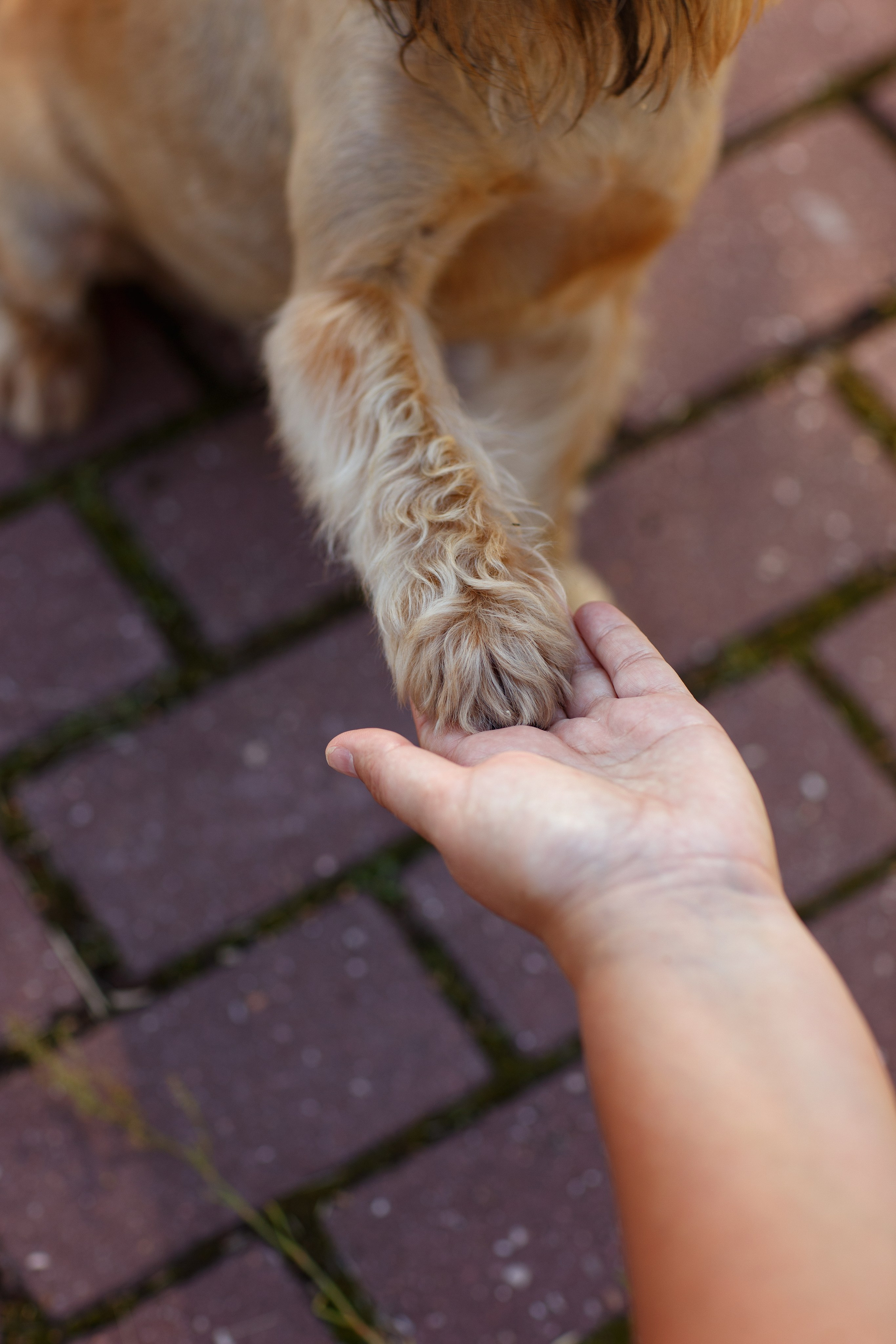 Лена и Барри. Фотограф — Анималист Наталья Тямушева