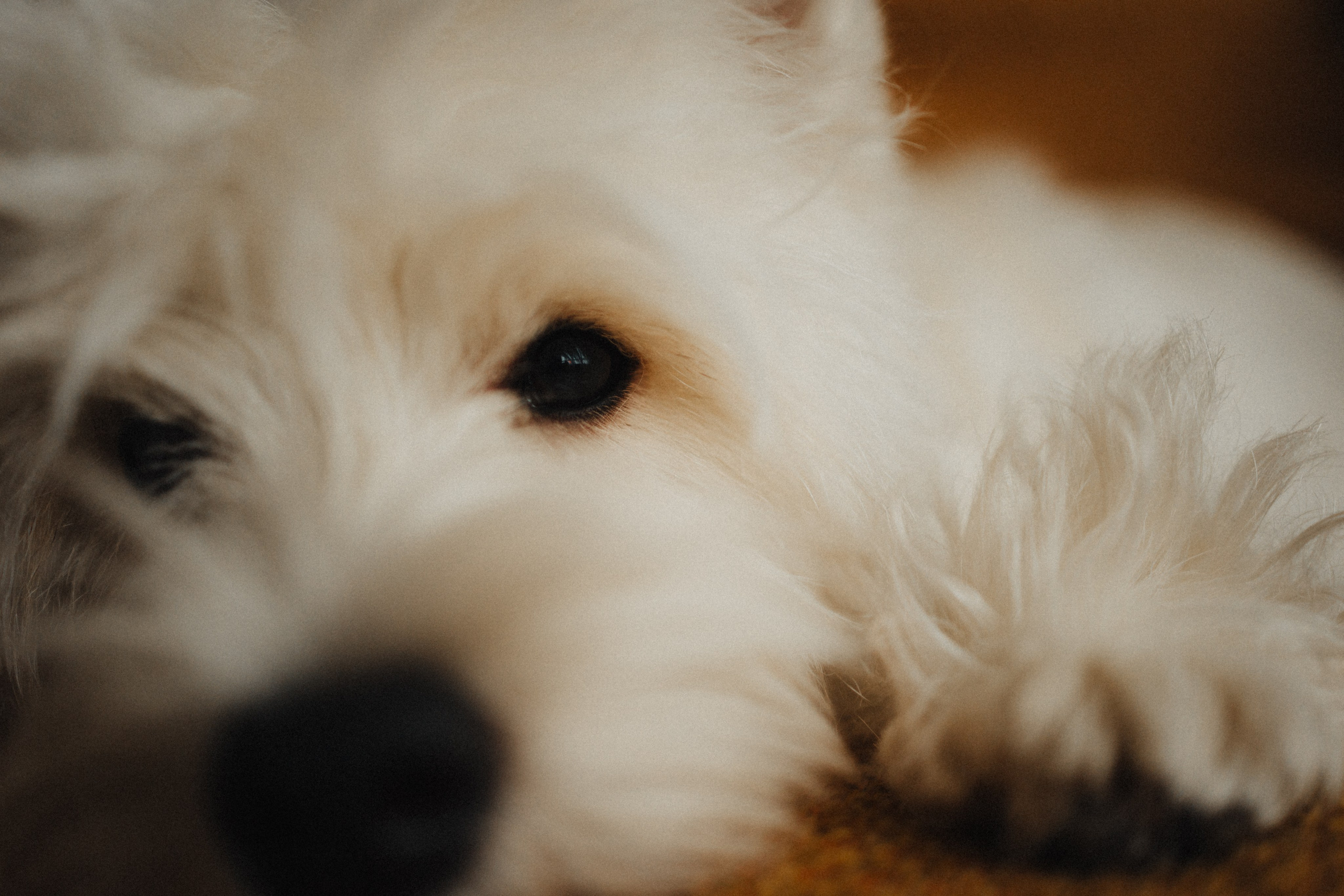 Вероника, Мята и Малина. Фотораф — анималист Мария Шистка