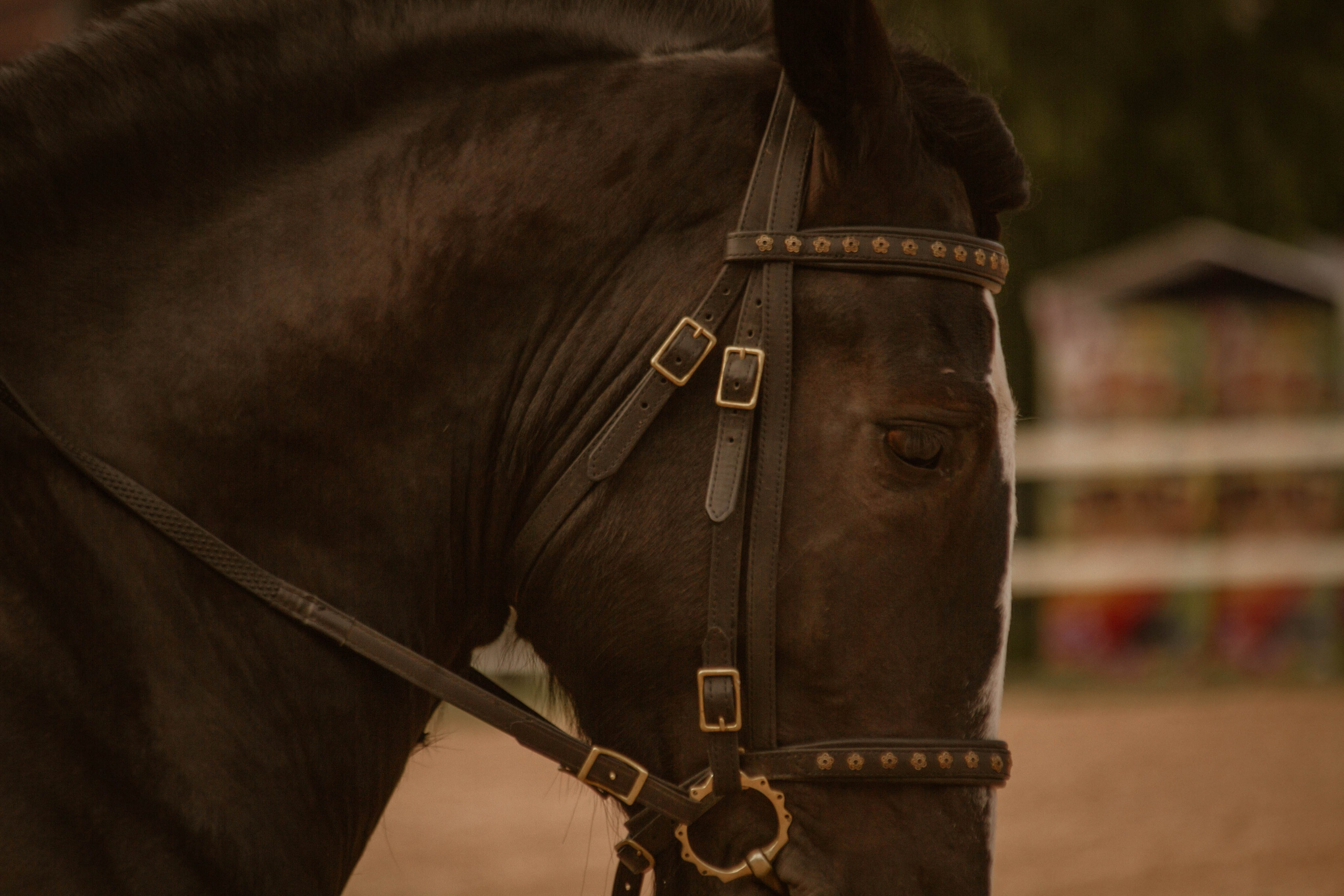 ИППОСФЕРА — Международная конная выставка. Создадим шедевр? Виталина и её фотоискусство