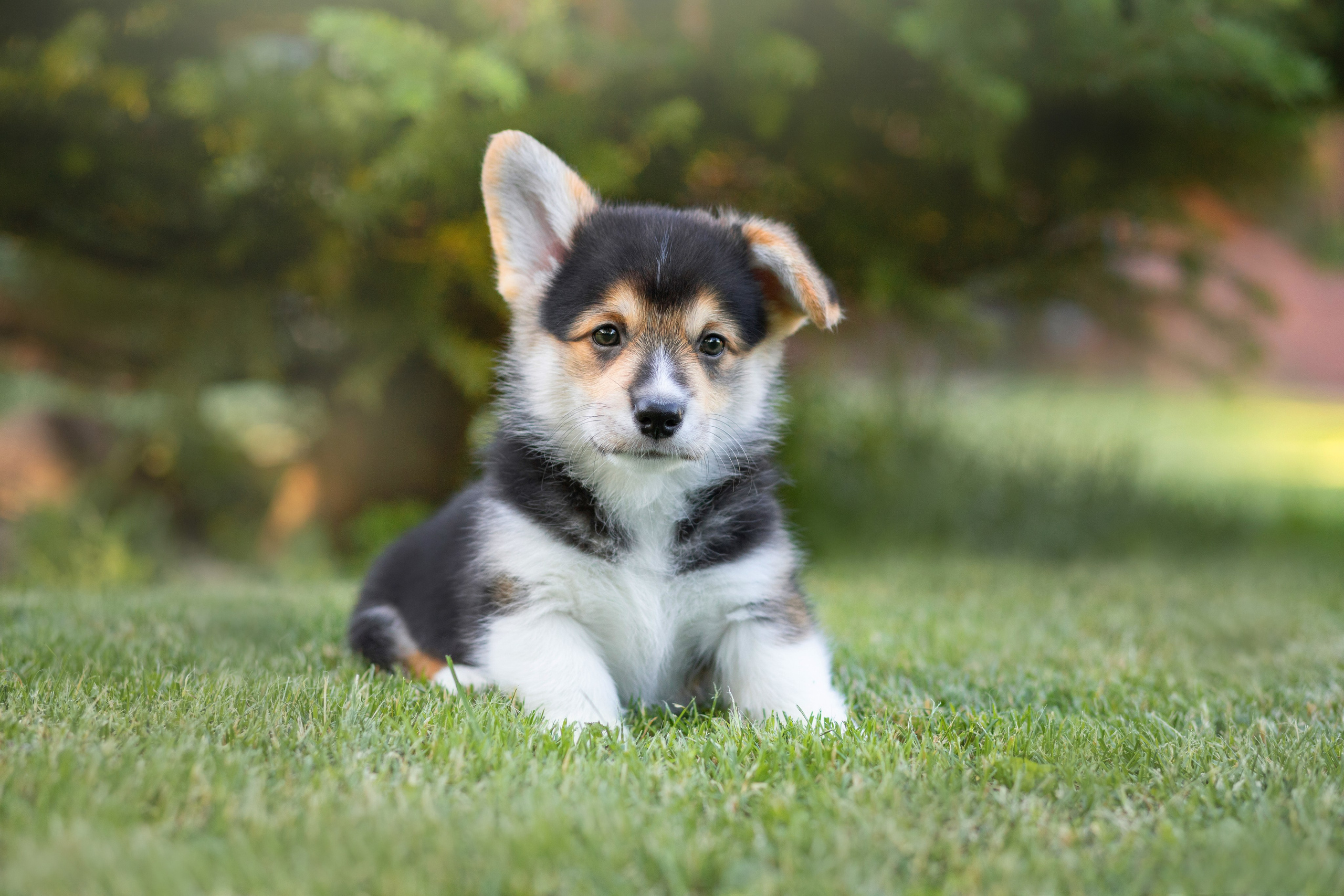 Фотосъёмка собак. Семейный и анималист фотограф в Переславле Анастасия Гусева
