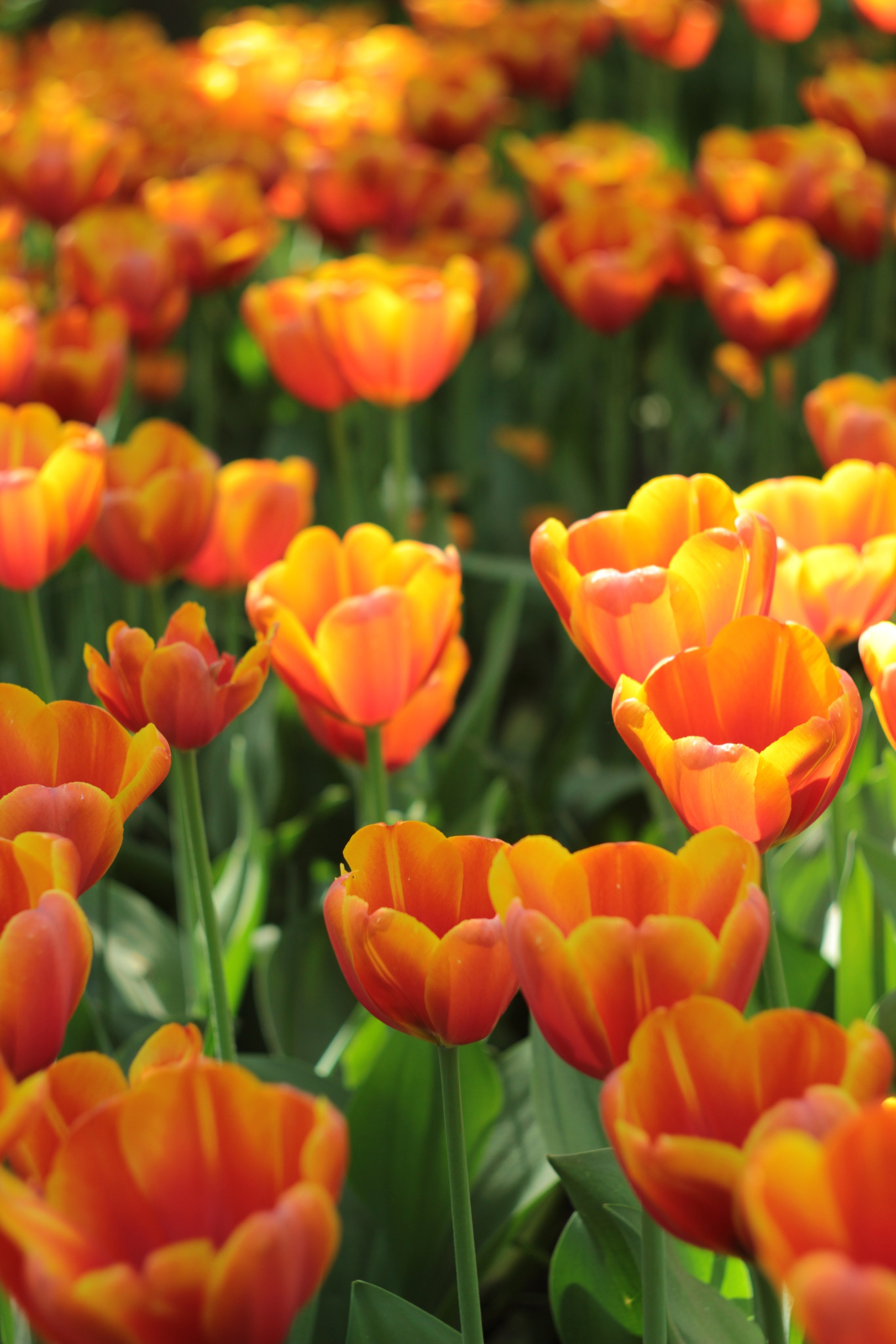Вне студии. Фотограф Светлана Заплатина