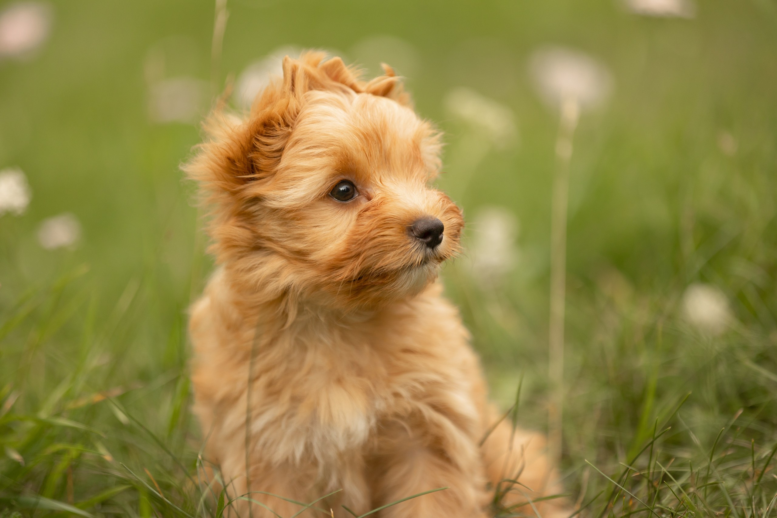 Собаки. Конный фотограф Валынкина Лера