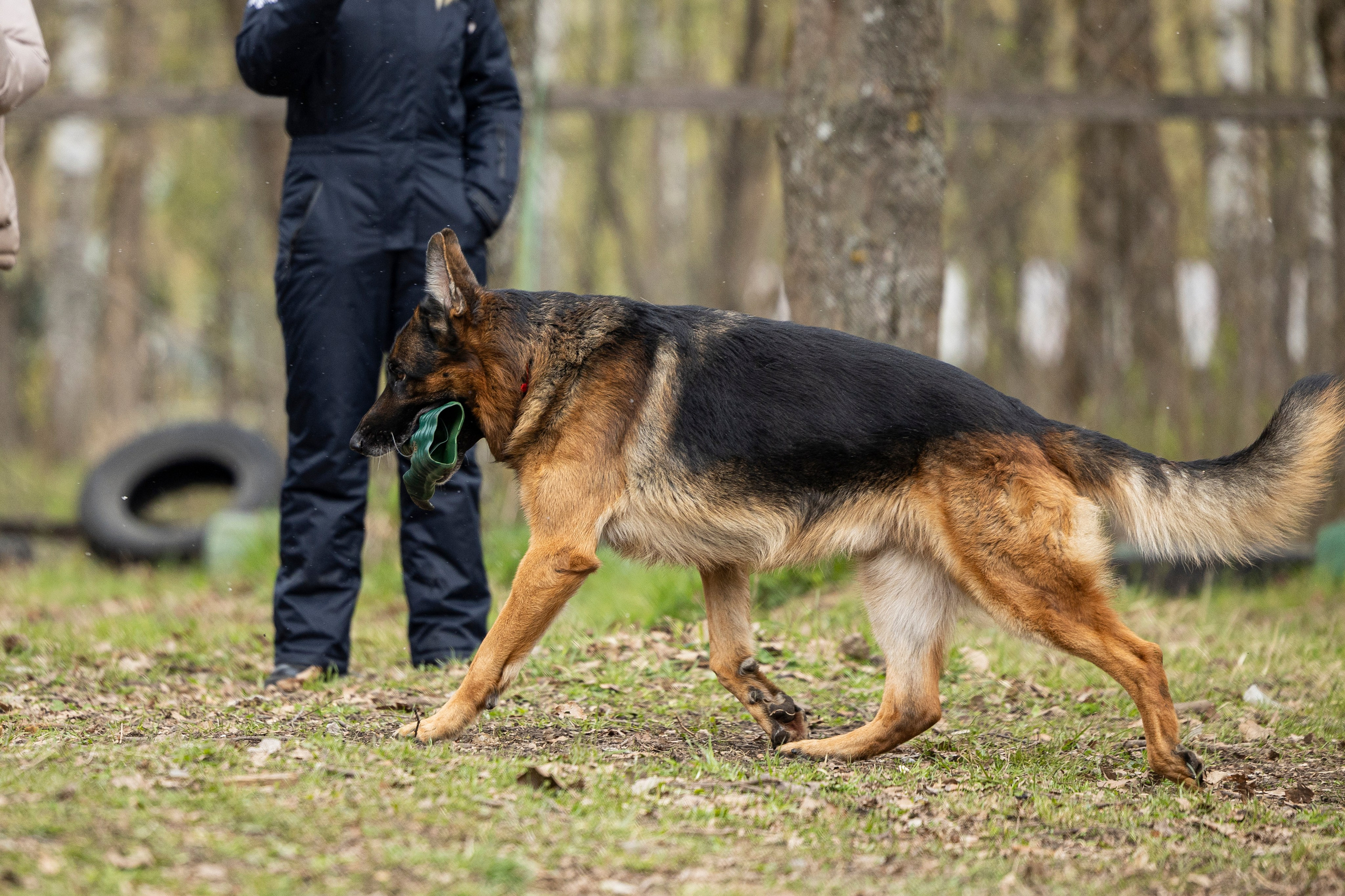 Квалификационные состязания по мондьорингу г. Вологда 11.05.24. Фотограф-анималист Анна Маринич