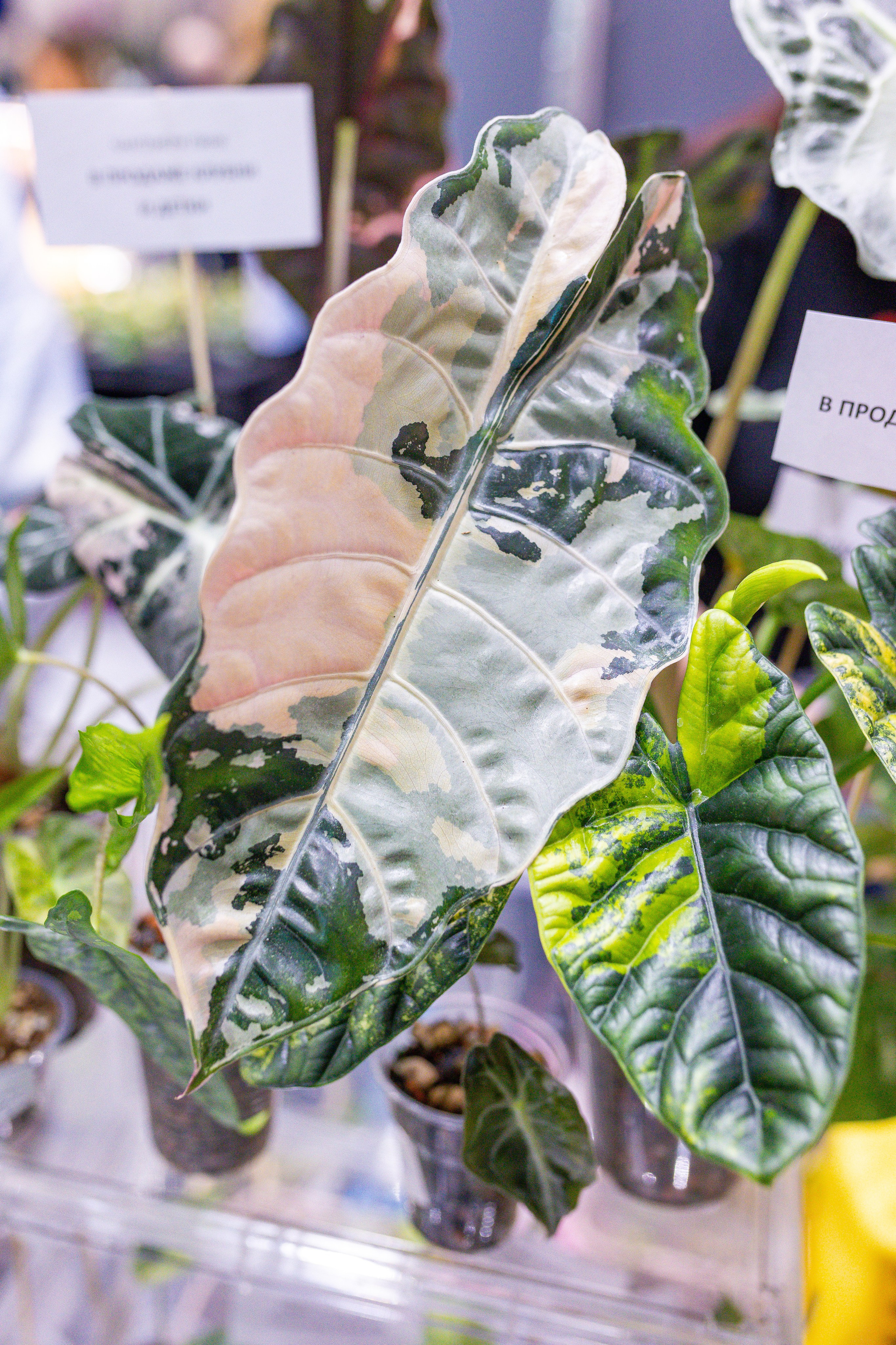 Орхидиум 12.2025. Александра Куликова фотограф, Москва