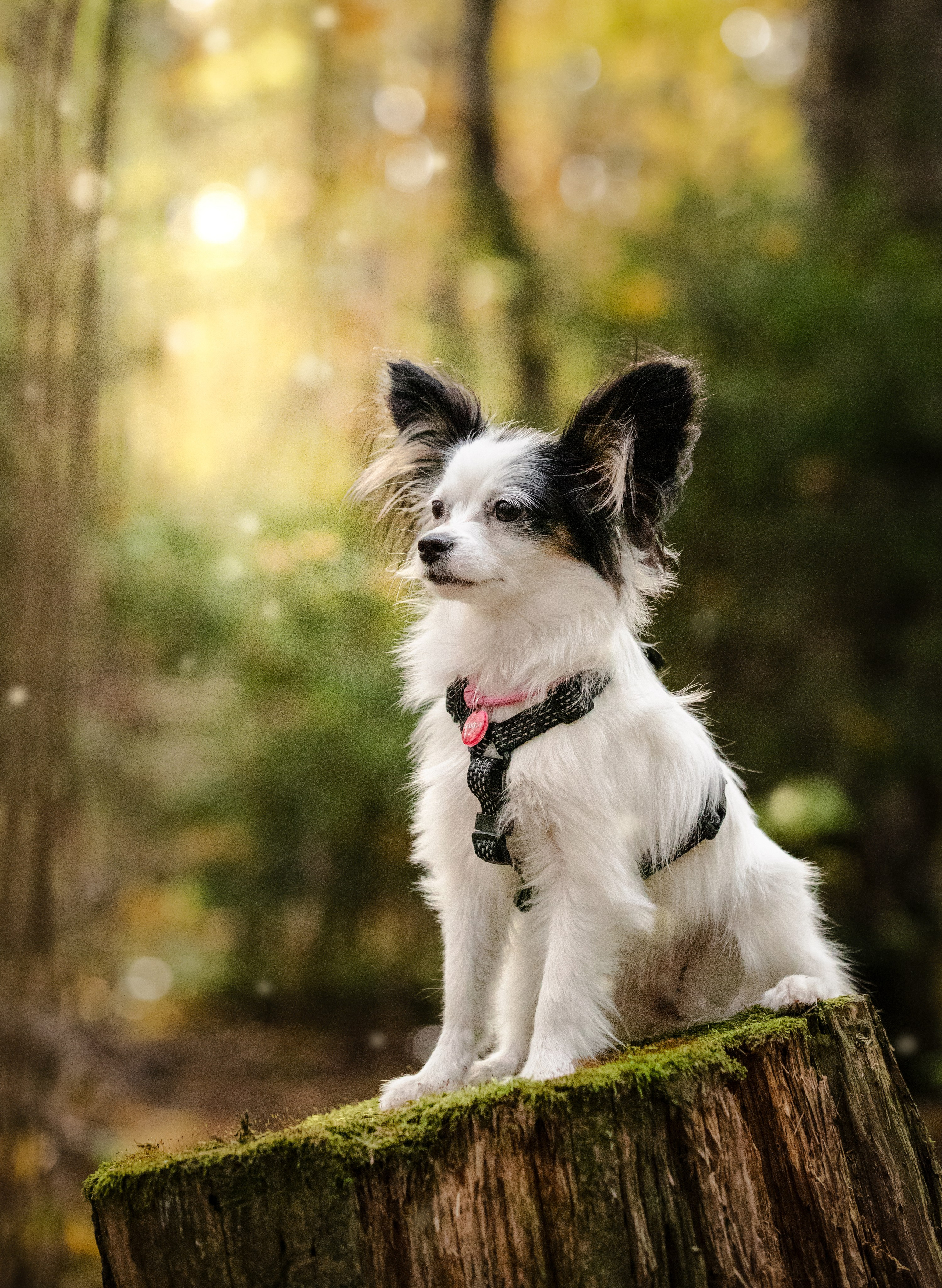 Фотограф-анималист Смирнова Клеопатра|Москва