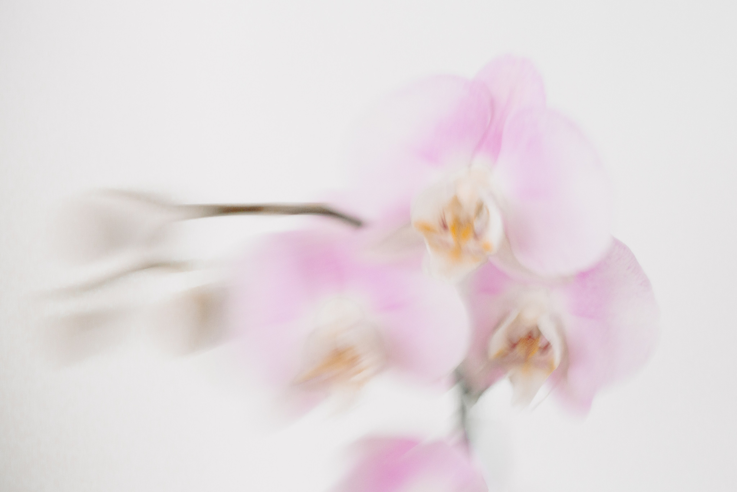 ЦВЕТА, 2025-2026. АННА ВЕРСО / ANNA VERSO | Визуальный художник / Visual artist