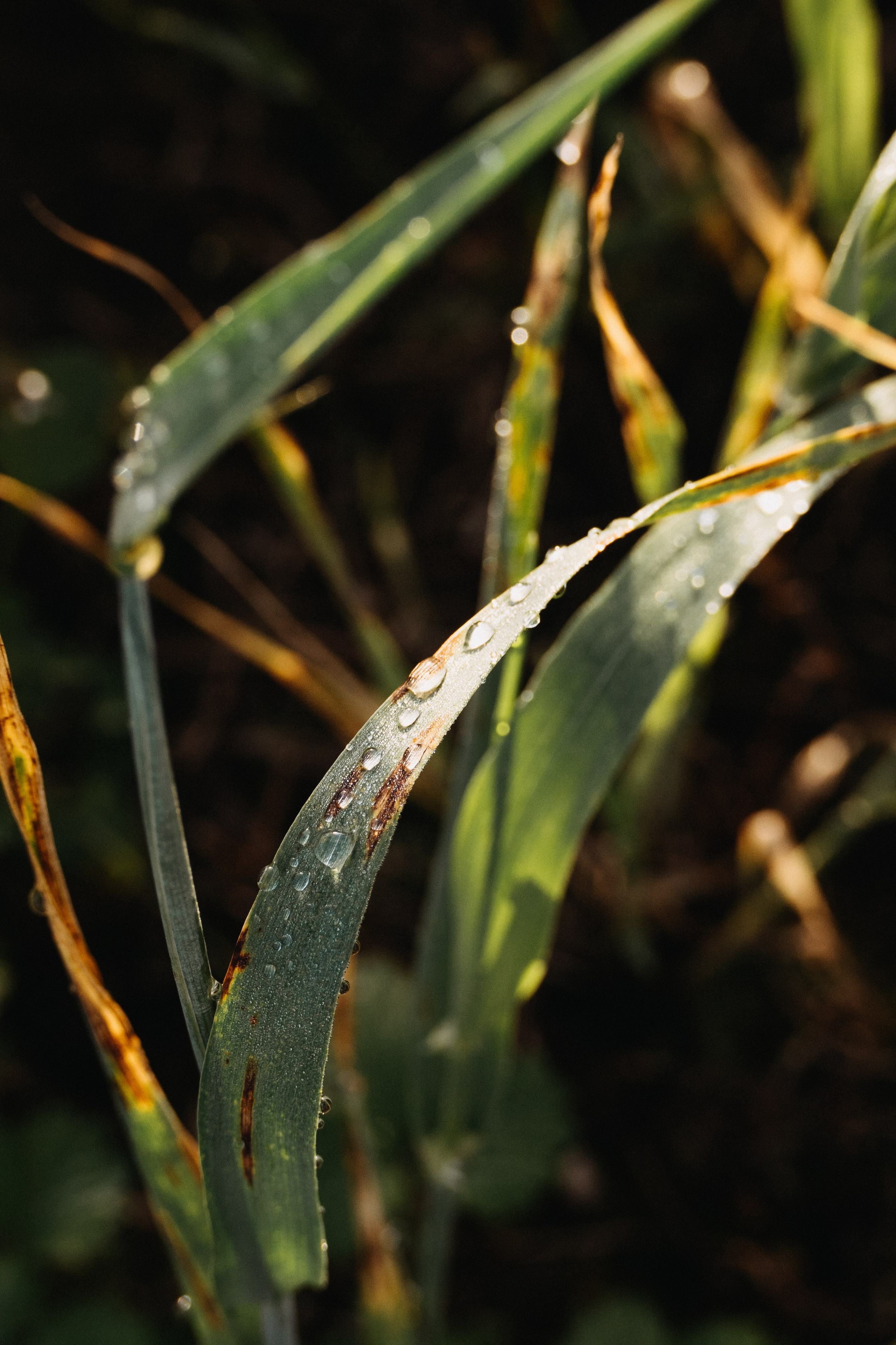Дана и Арчи. Фотограф-анималист Анастасия Большакова