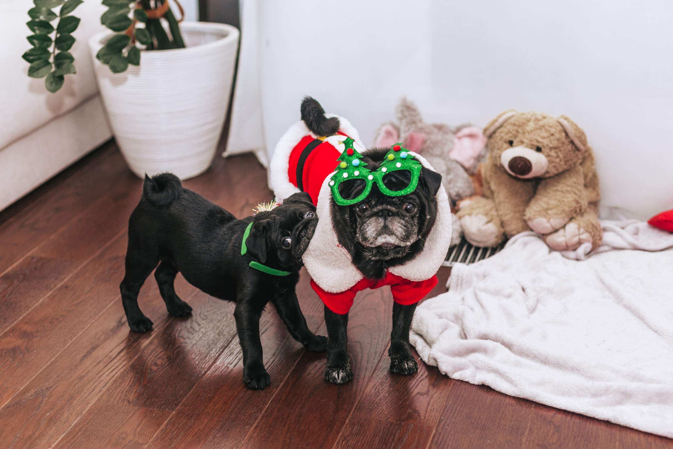 Домашняя фотосессия Оли и двух ее мопсов. Фотограф-анималист Татьяна Степанова