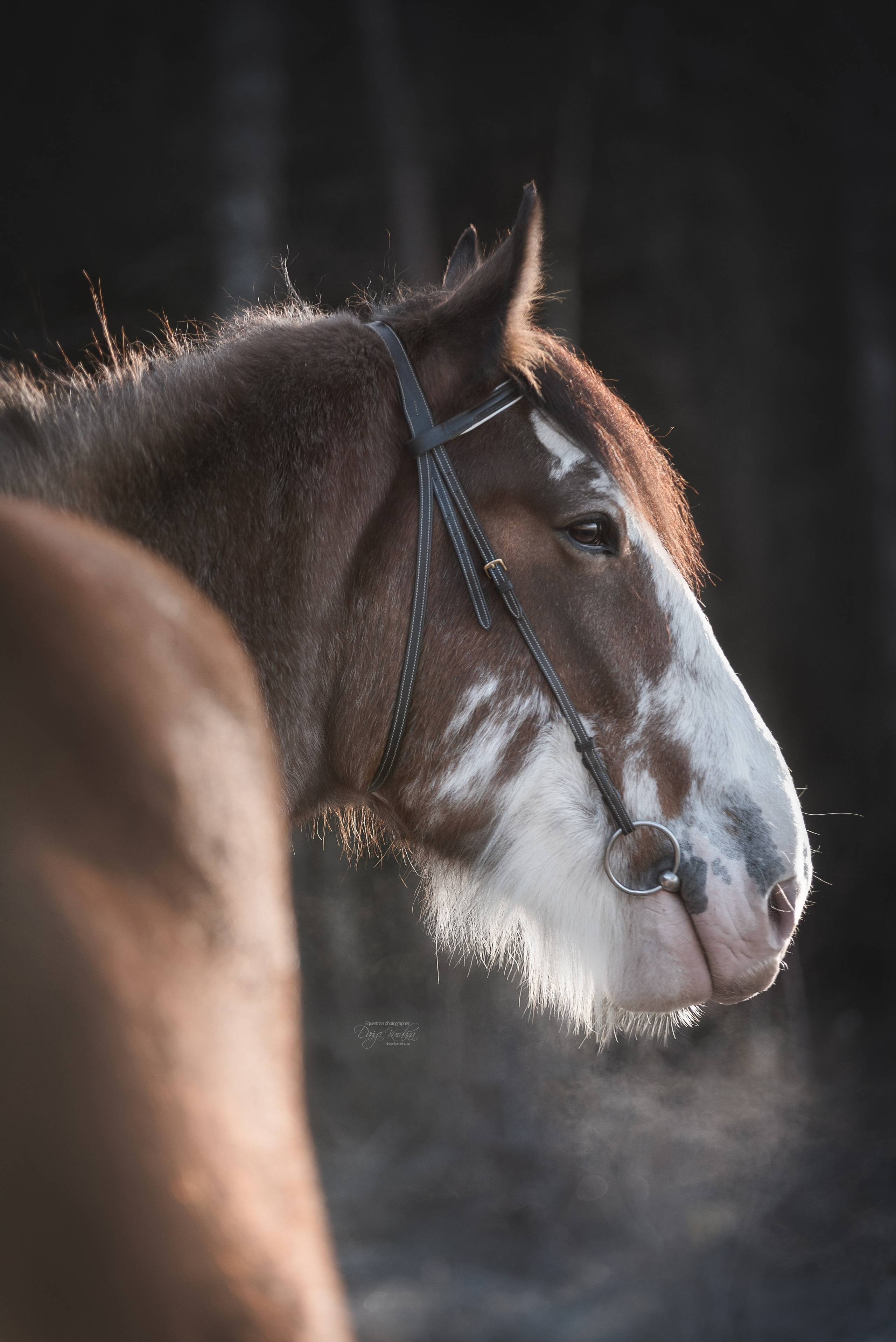 Komardins. Конный фотограф Куракина Дарья • Фотосессии с лошадьми