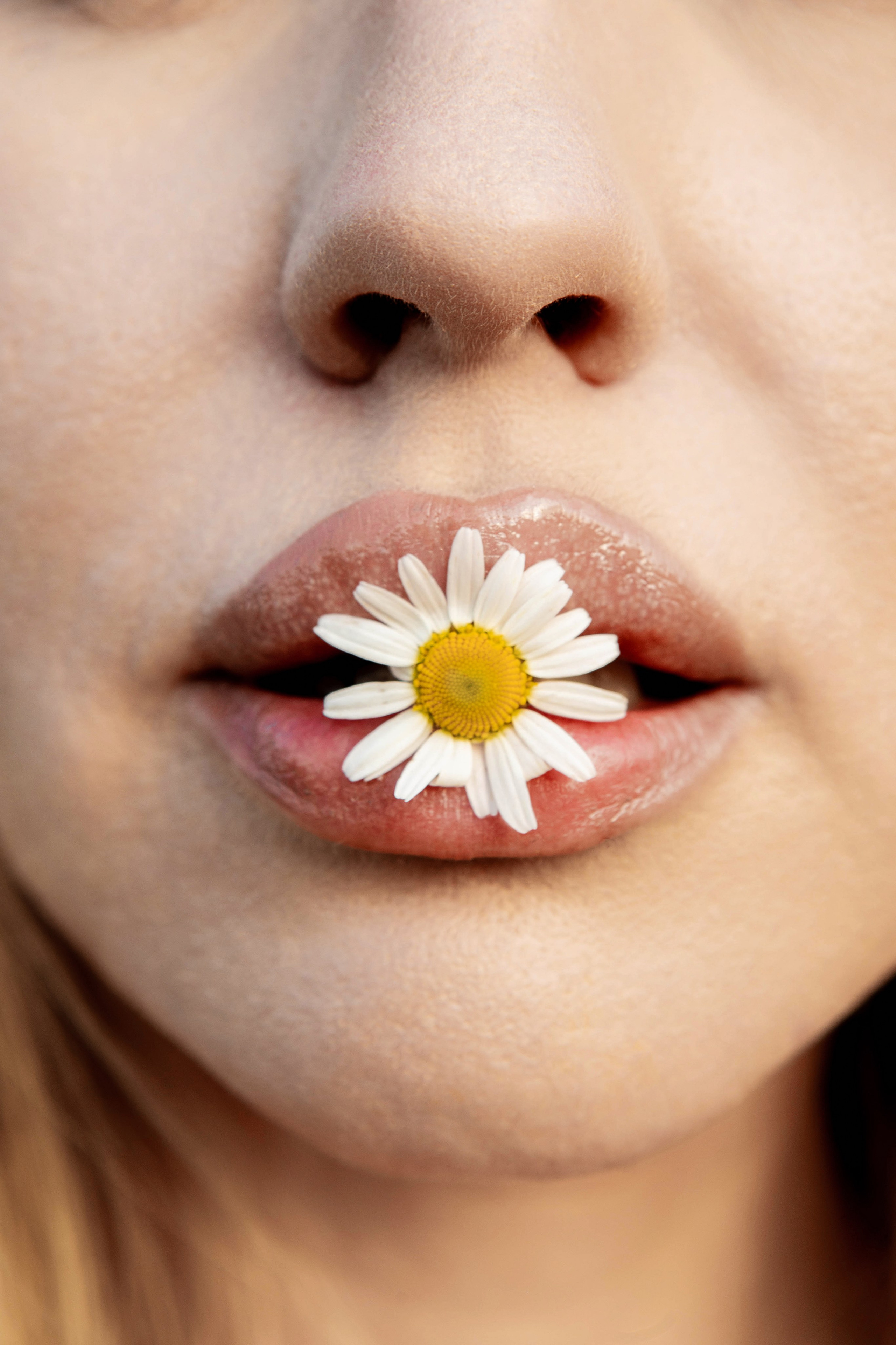 Ромашки. Фотограф Екатерина Голицына