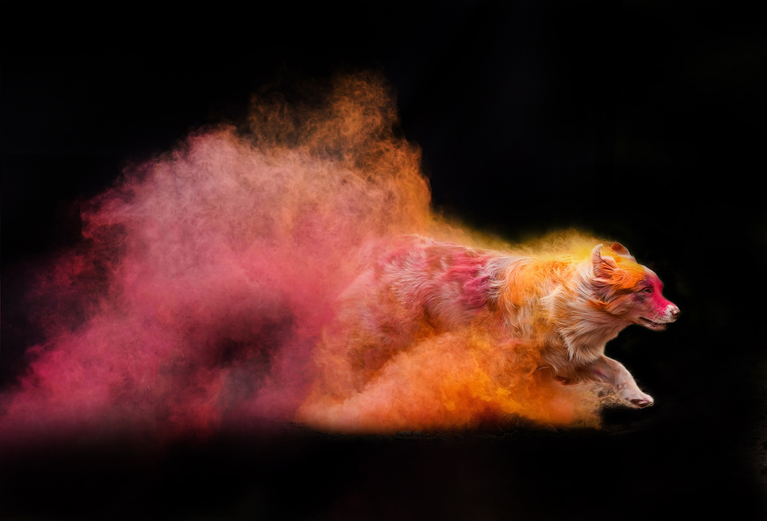 Панда и краски Холи. Фотограф-анималист в Санкт-Петербурге Яна Мартынова