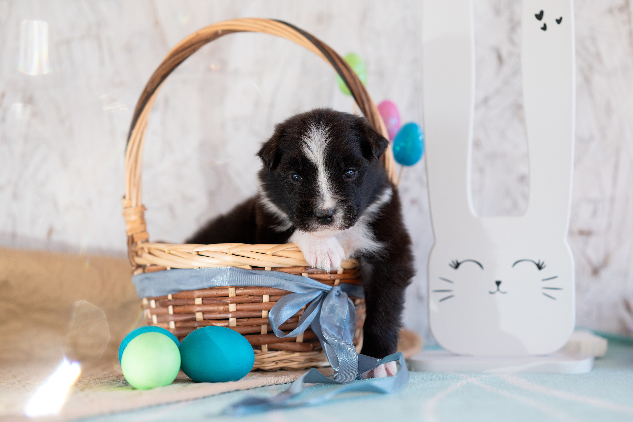 Заводчик Влада Эльман. Творческий фотограф Вологда
