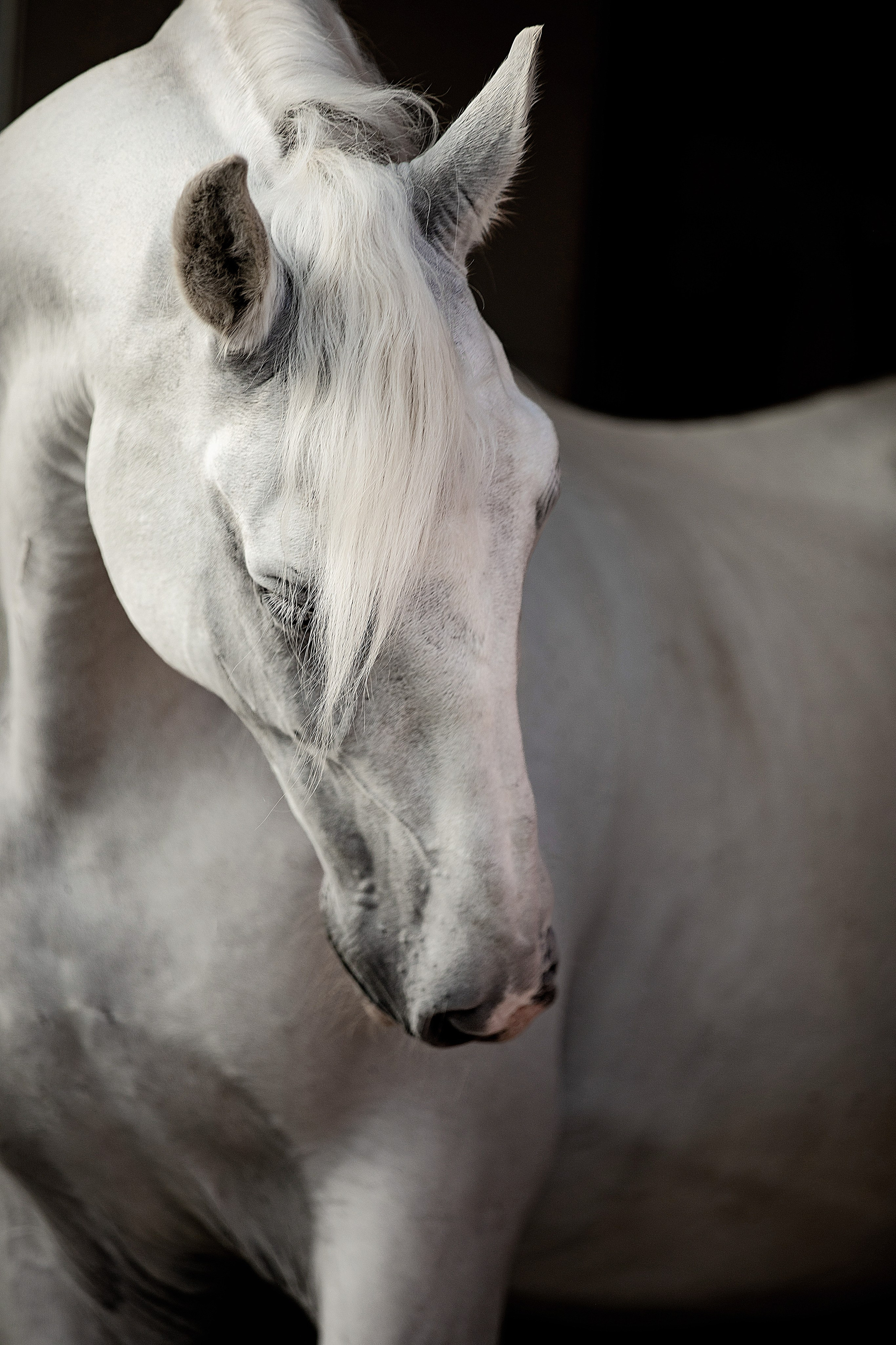 Лошади на свободе. Конный и театральный фотограф Анапа
