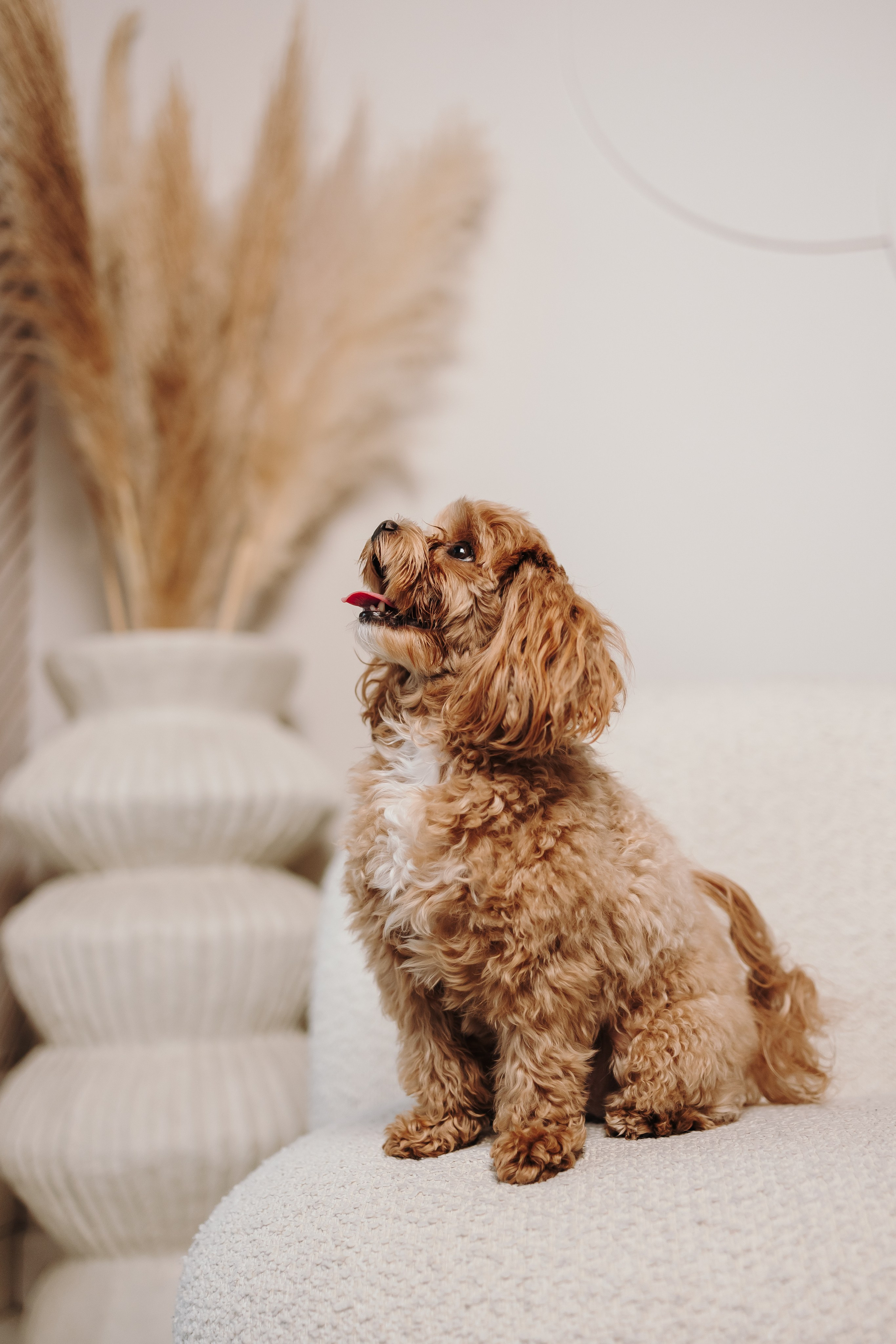 Груминг. Фотограф-анималист в Санкт-Петербурге Алина Яхонт