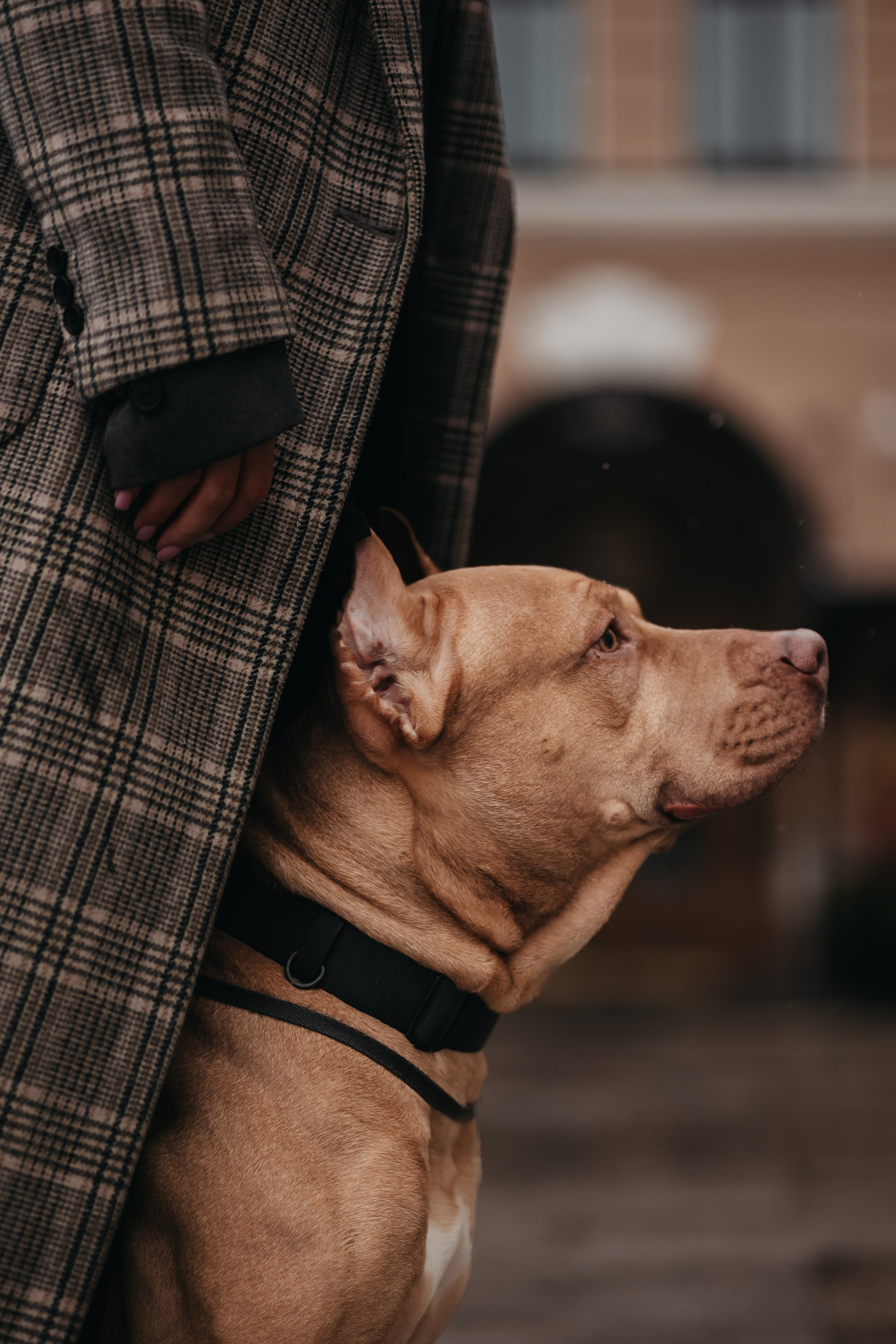 Саша, Света и Ицар. Фотограф-анималист в Санкт-Петербурге Алина Яхонт