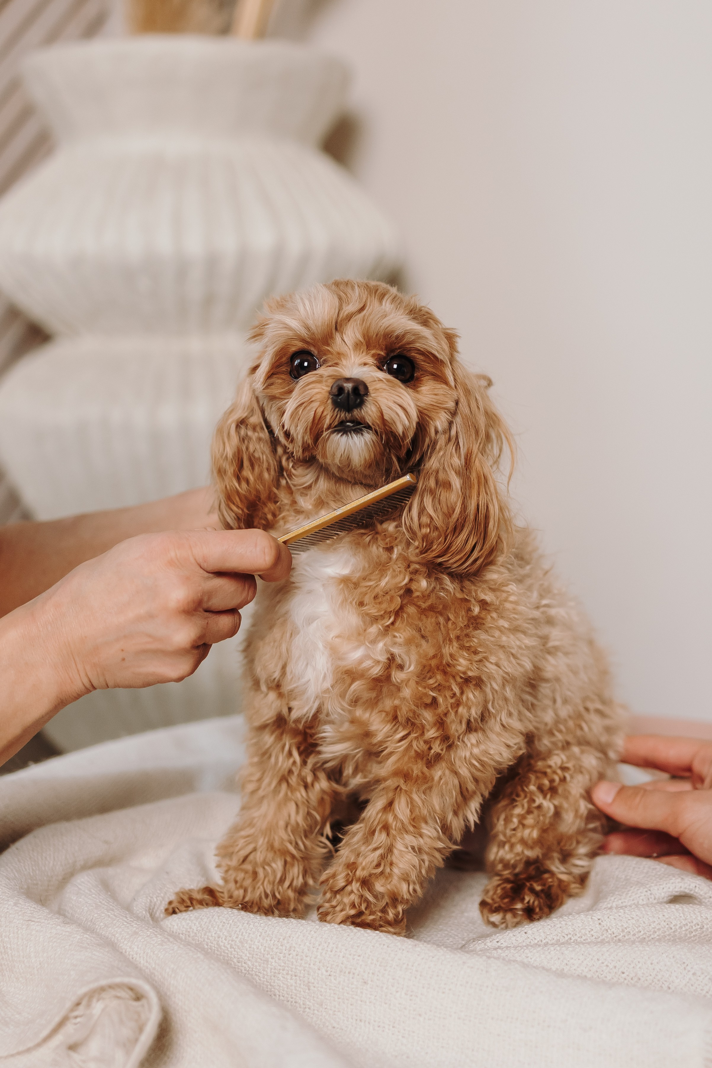 Груминг. Фотограф-анималист в Санкт-Петербурге Алина Яхонт