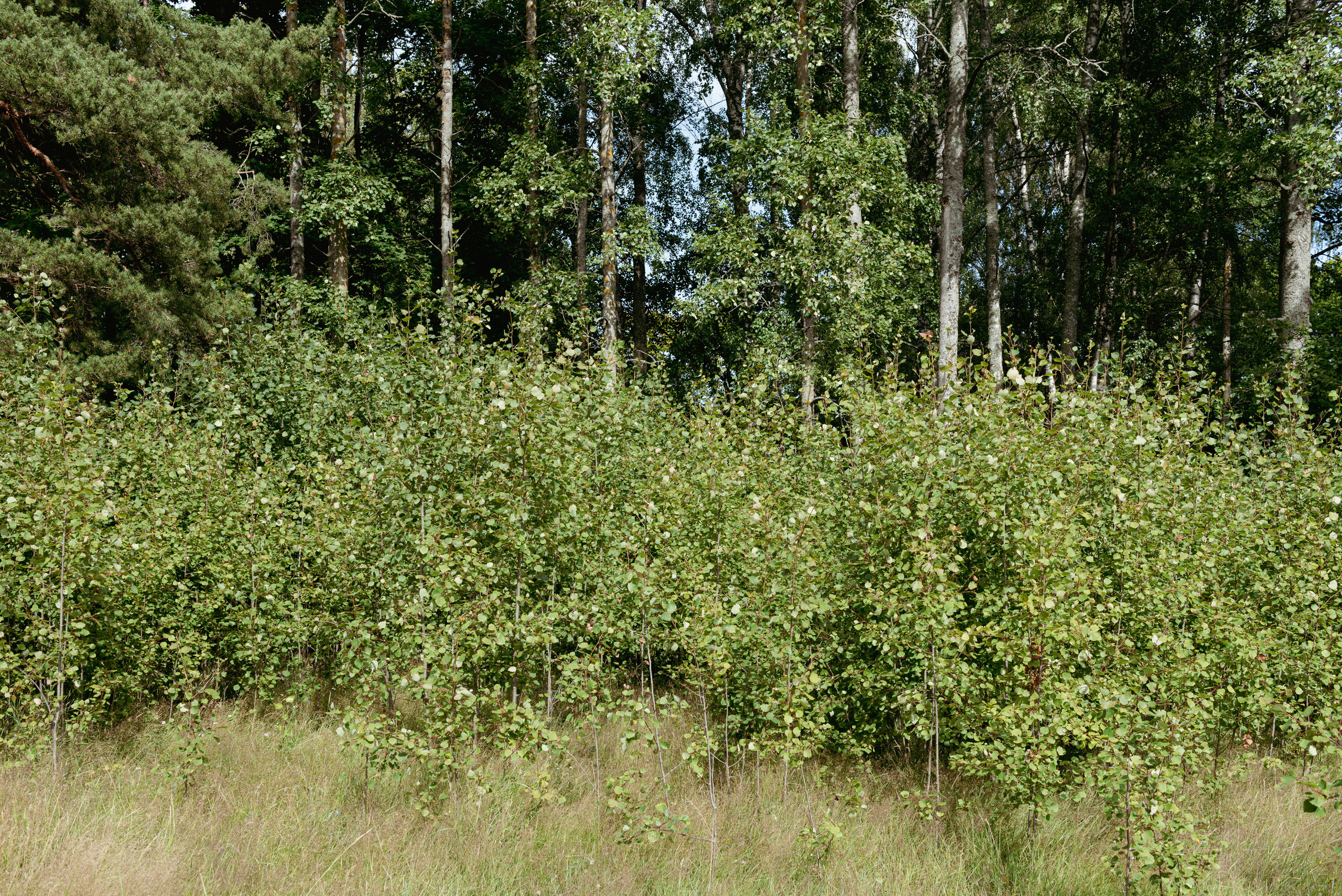 Кирха в Приморске. Портретный и архитектурный фотограф в Москве и Санкт-Петербурге