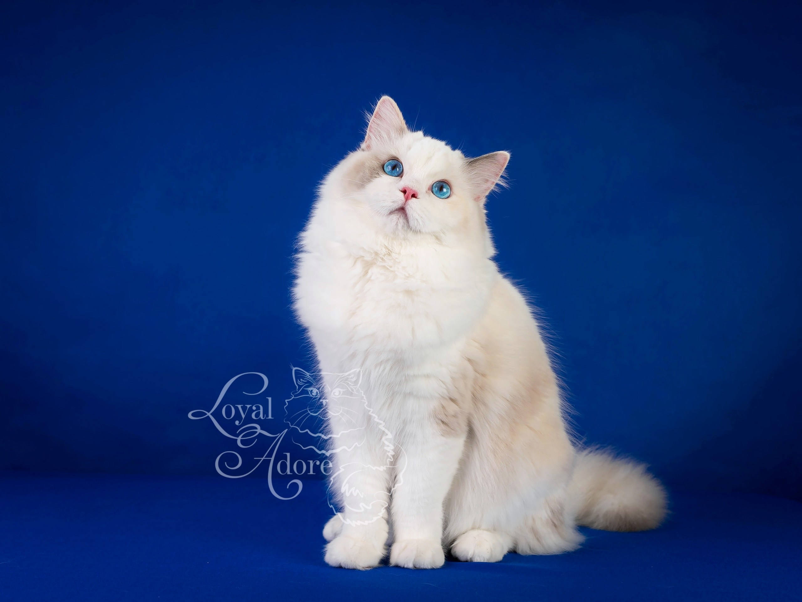 Кошки производители Loyal Adore. Питомник рэгдолл Loyal Adore