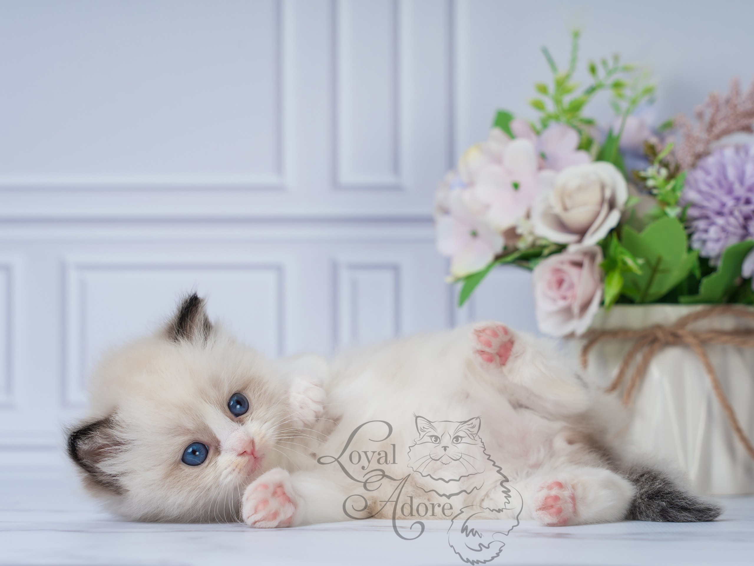 Котята рэгдолл от Loyal Adore. Питомник рэгдолл Loyal Adore