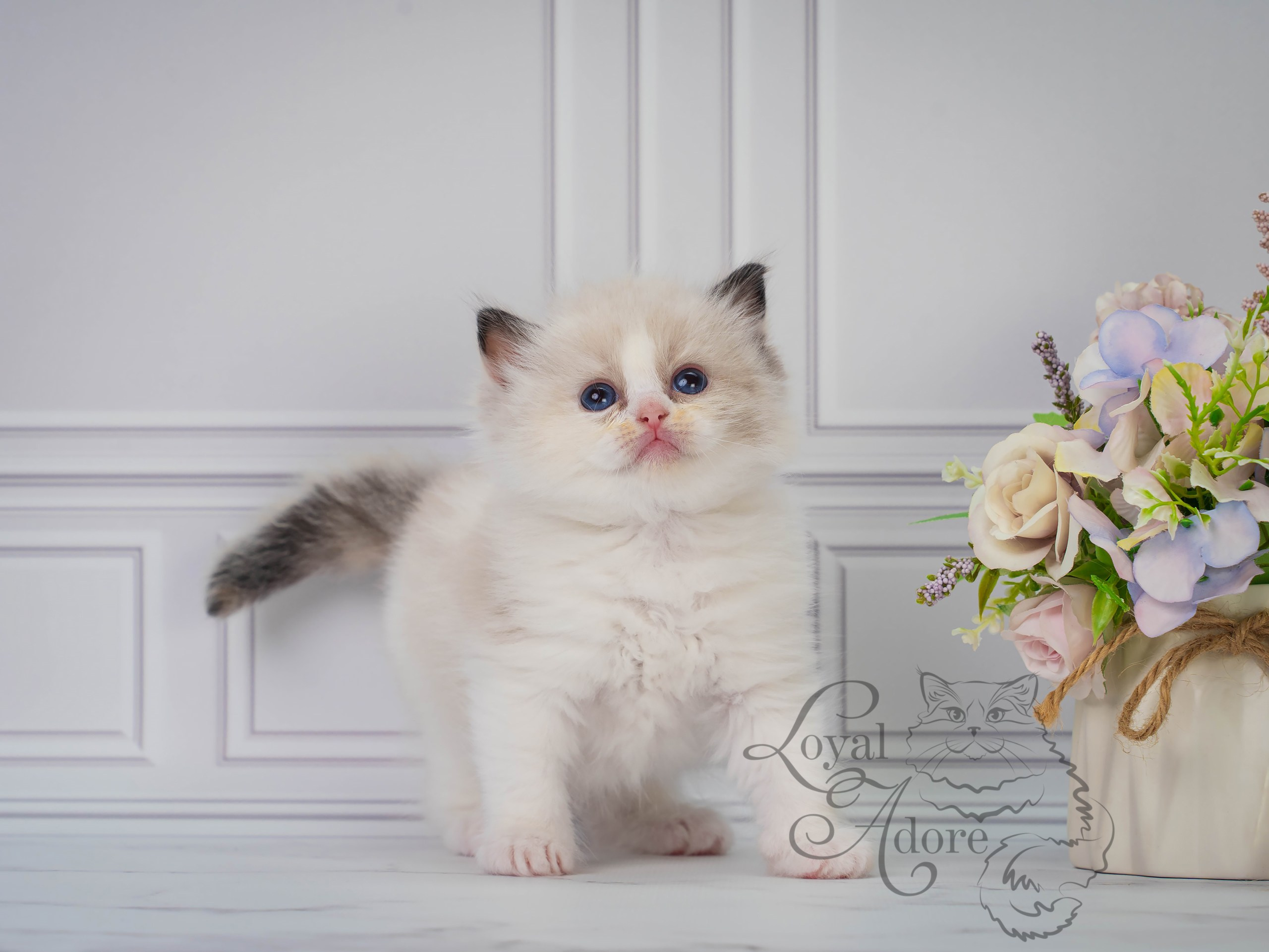 Котята рэгдолл от Loyal Adore. Питомник рэгдолл Loyal Adore