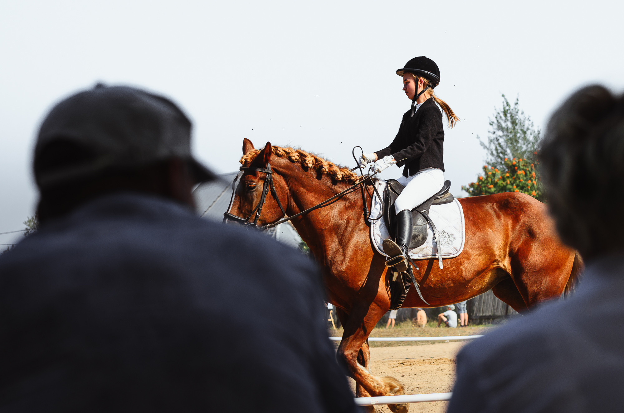 2022 Первенство по выездке в д. Хвосцово. Елена Чеснокова спортивный фотограф во Владимире и Белграде