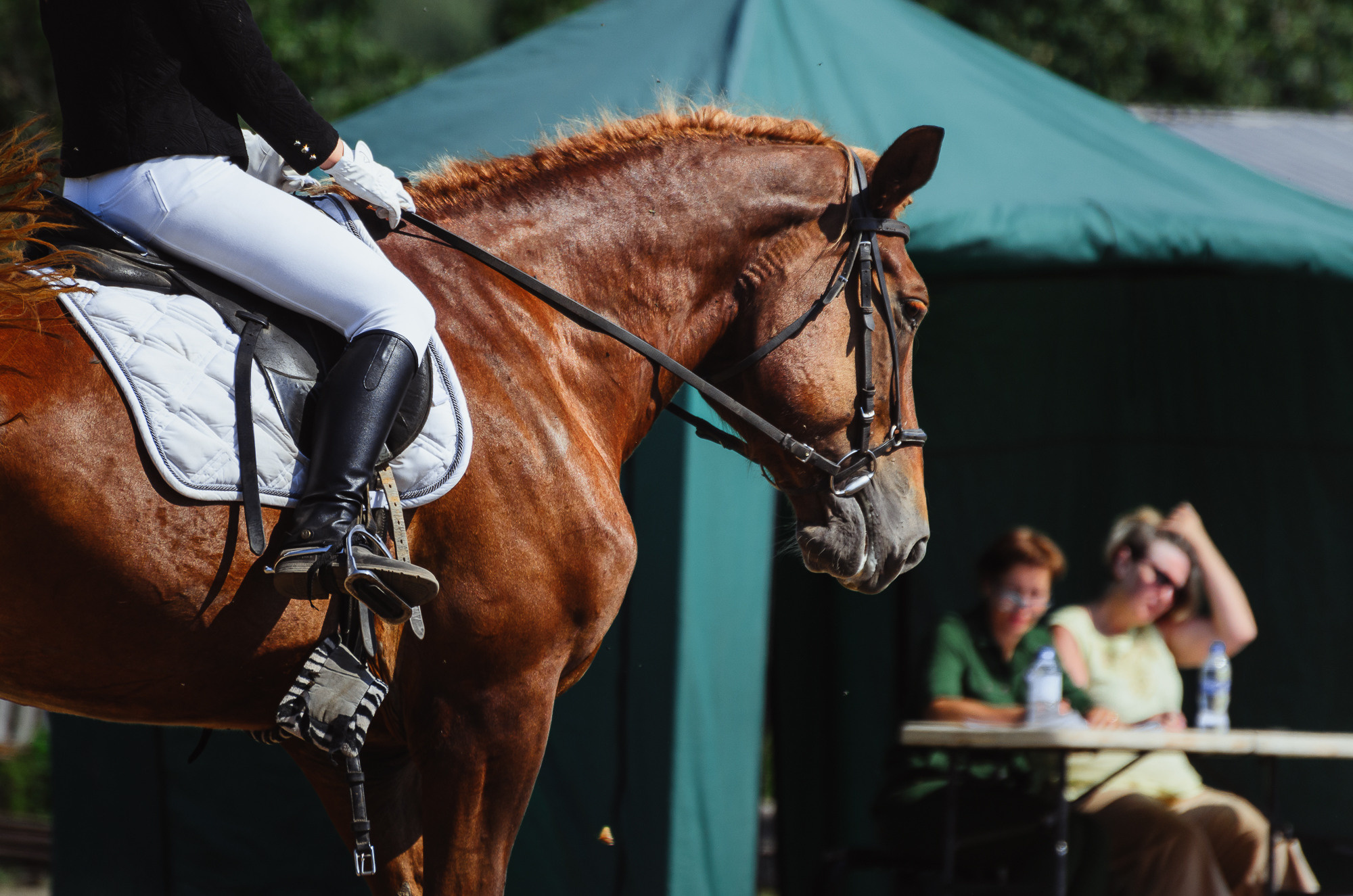 2022 Первенство по выездке в д. Хвосцово. Елена Чеснокова спортивный фотограф во Владимире и Белграде
