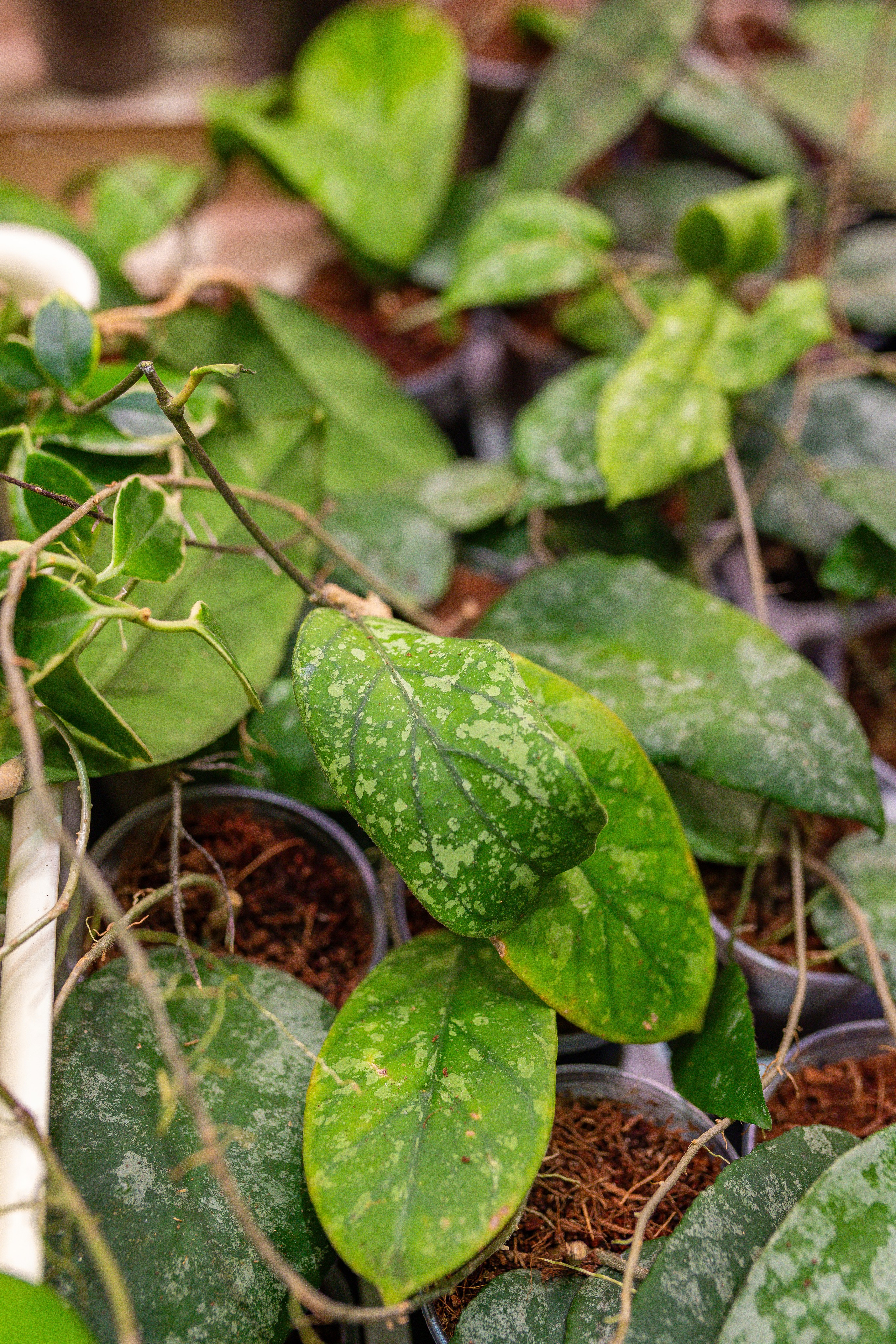 Орхидиум 12.2025. Александра Куликова фотограф, Москва