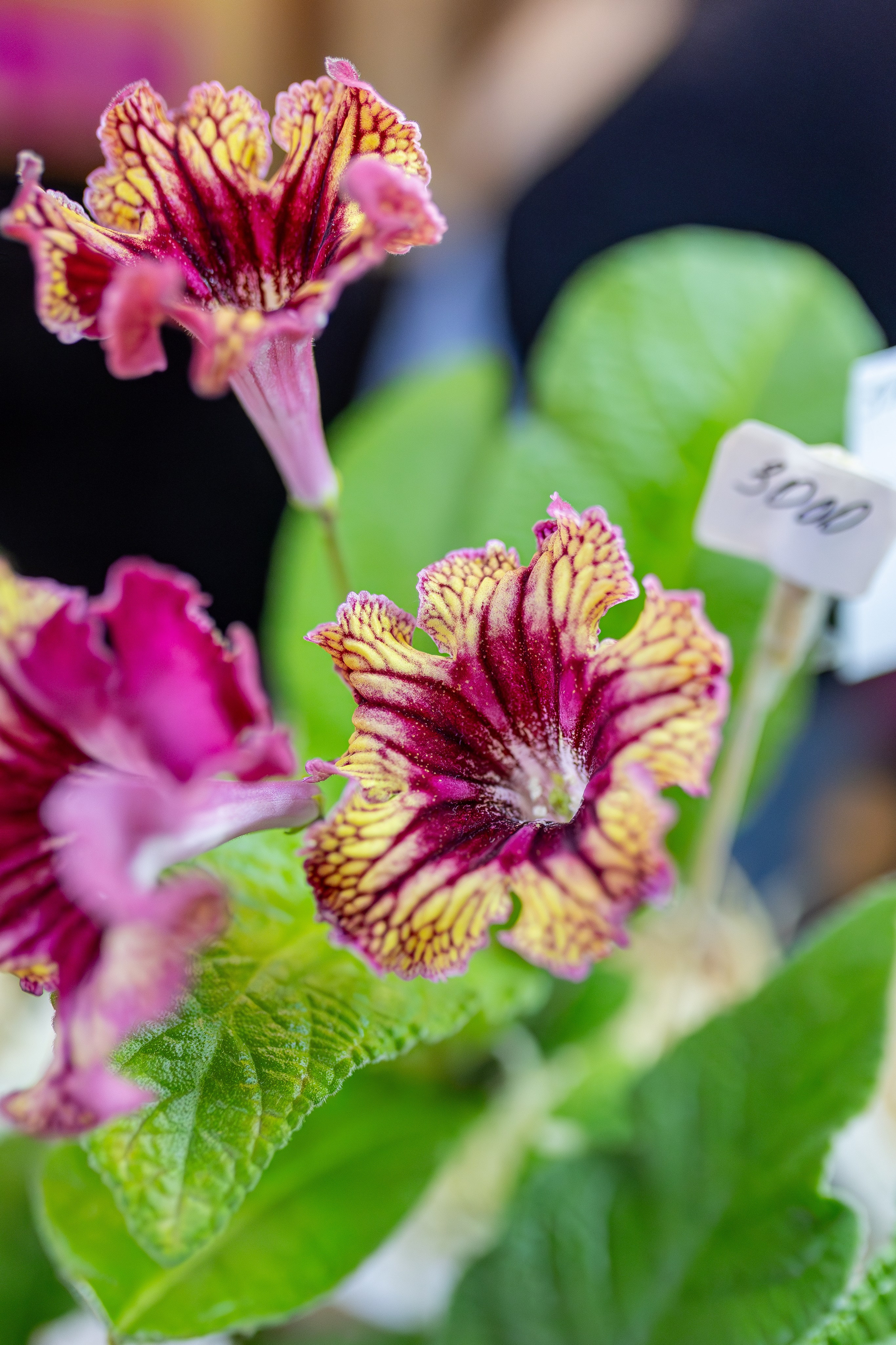 Монстериум апрель 2026. Александра Куликова фотограф, Москва