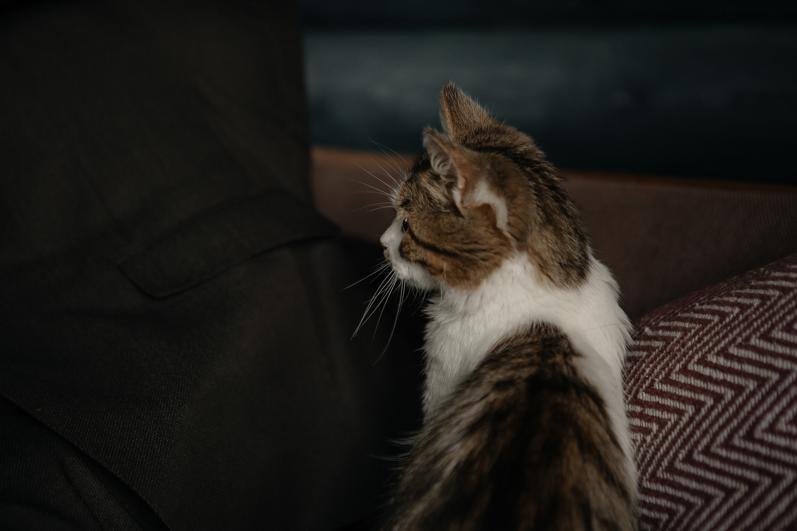 Виктория и Дмитрий. Фотограф Дубровская Виктория