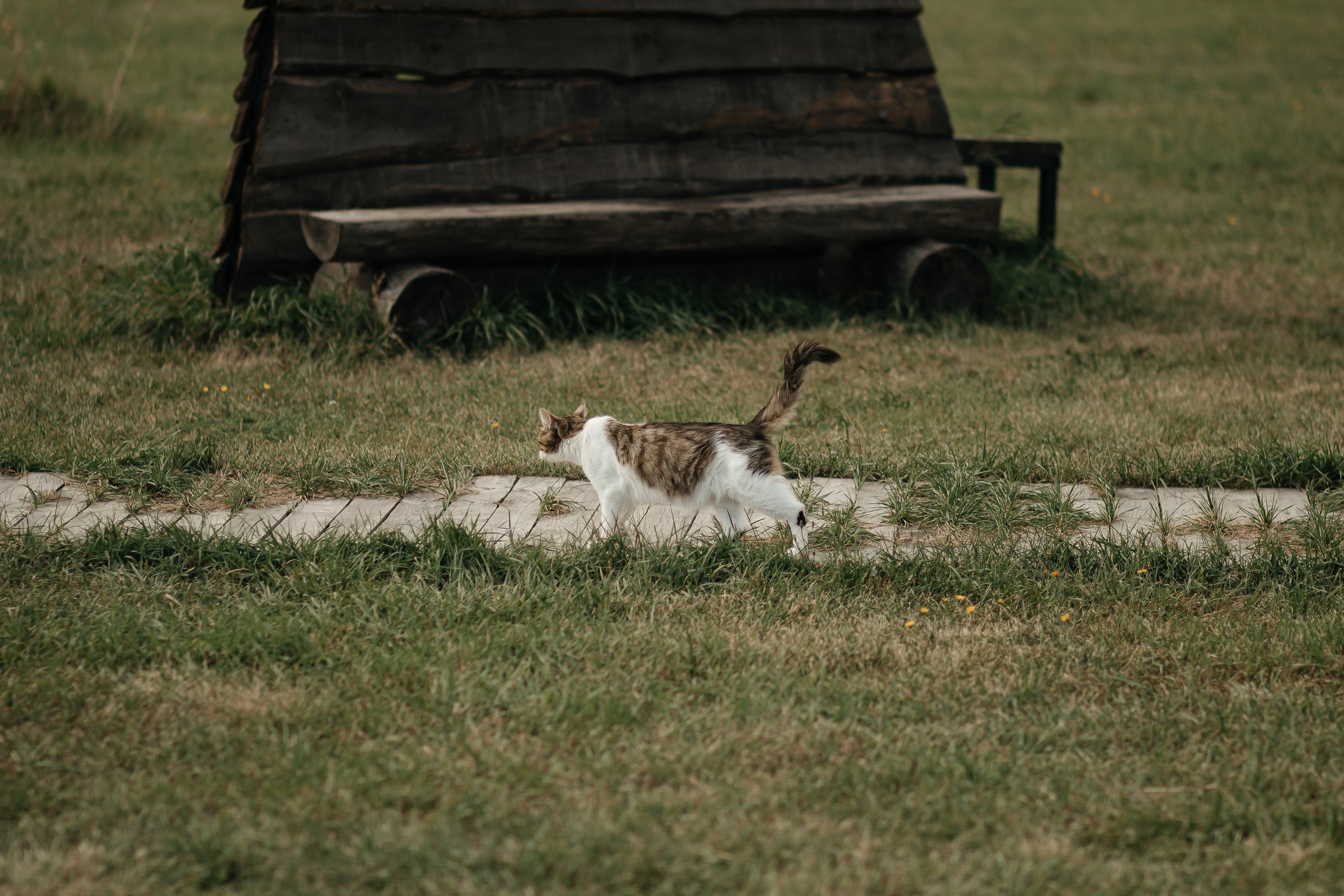 Виктория и Дмитрий. Фотограф Дубровская Виктория