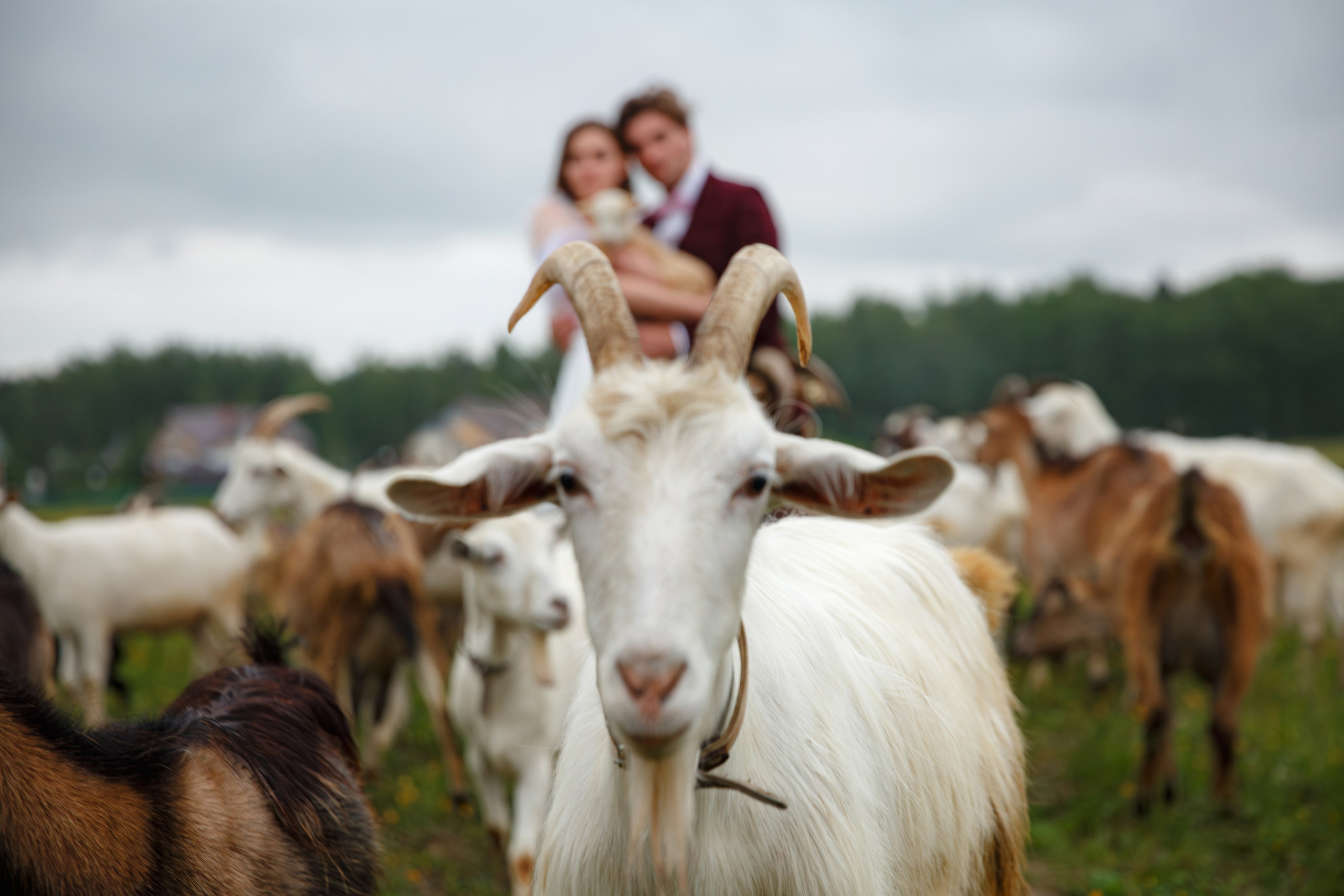 Адам и Нина (парк-отель Белые Аллеи). Свадебный фотограф Москва и МО Сергей Киржаев
