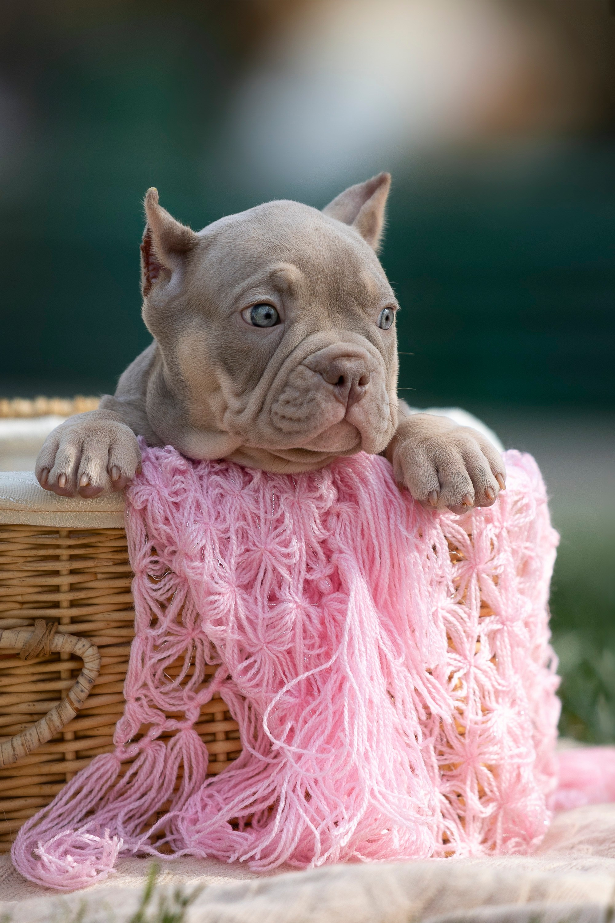Американский Булли. Фотограф анималист, семейный фотограф, фотограф собак Комратова Мария. г. Москва