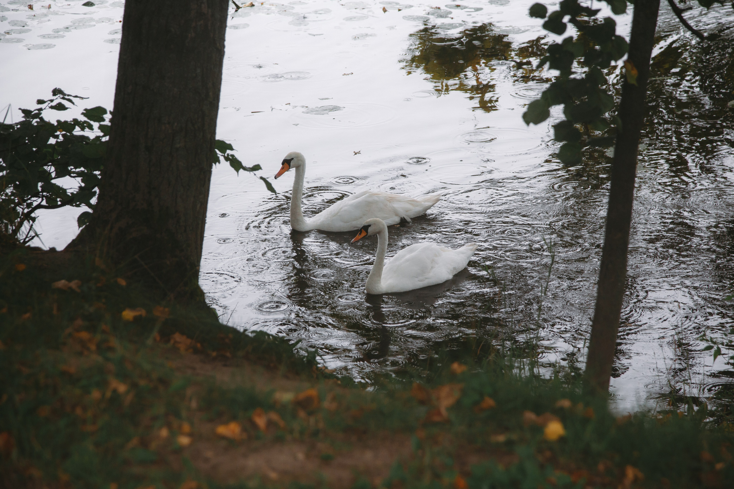 Данила и Татьяна — свадьба в пасмурную погоду. Свадебный фотограф Александр Абрамов в Москве и Зеленограде