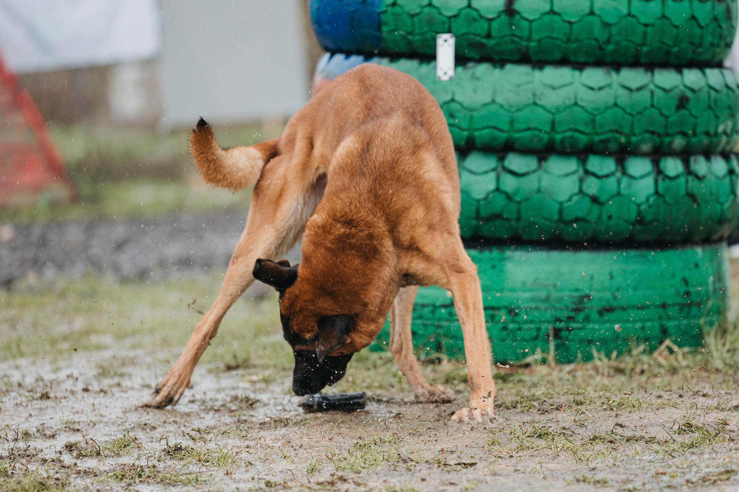 09.05.25 Вологда соревнования. Фотограф-анималист Анна Маринич