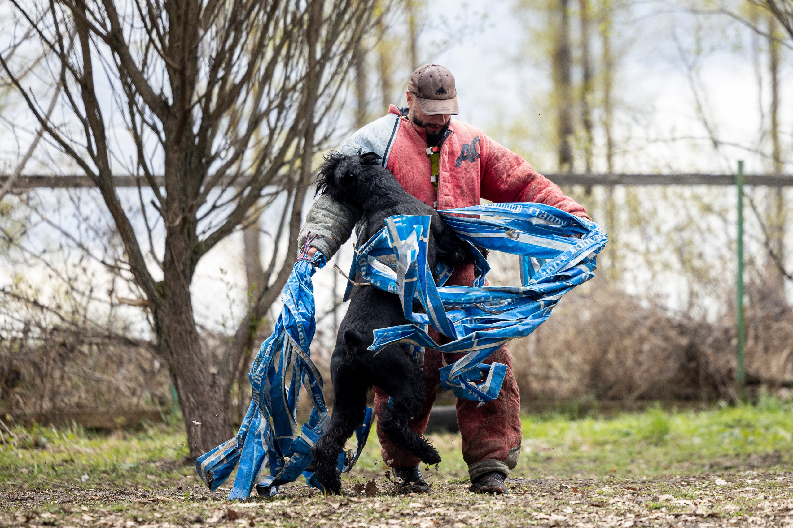 Квалификационные состязания по мондьорингу г. Вологда 11.05.24. Фотограф-анималист Анна Маринич