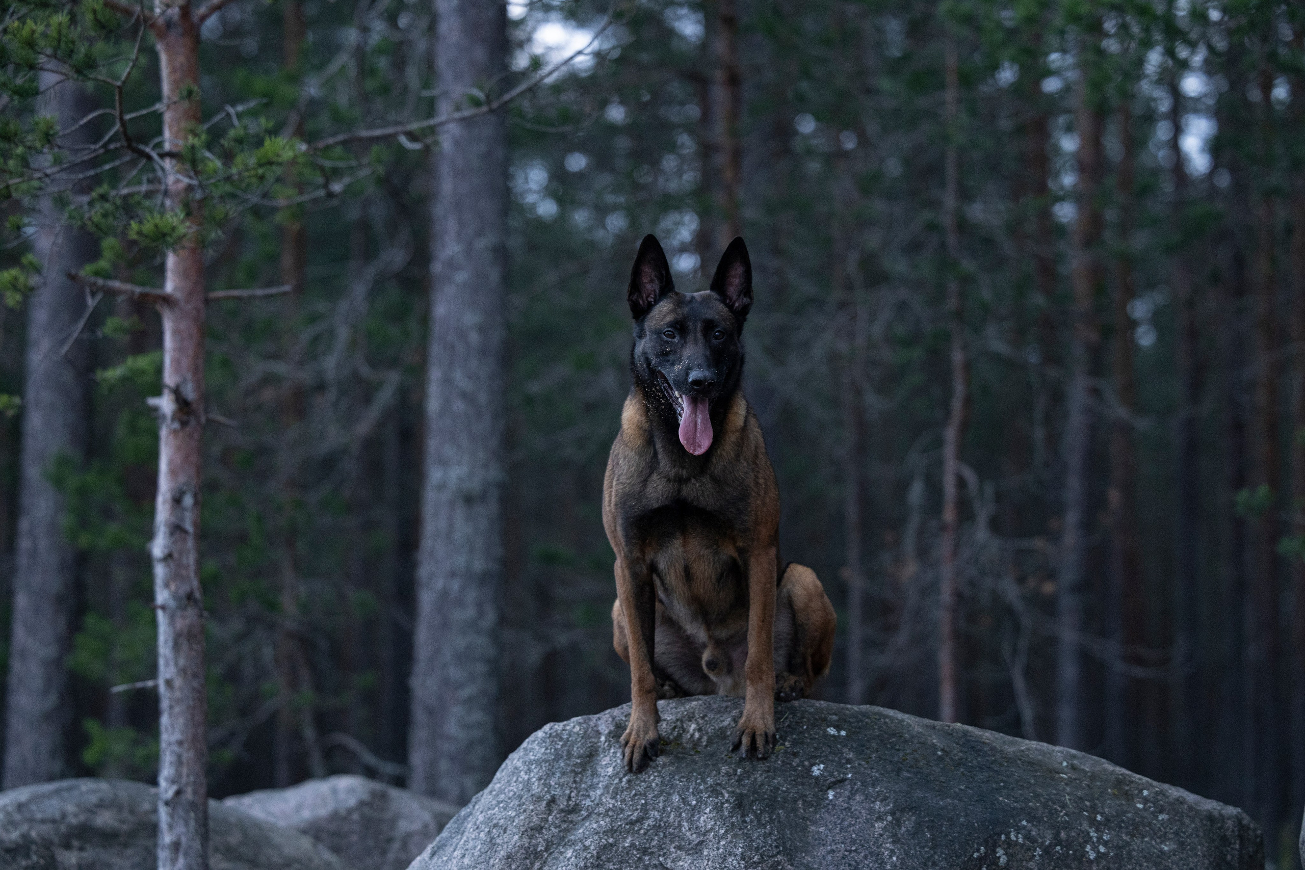 Лужские Мальдивы. Фотограф-анималист Анна Маринич