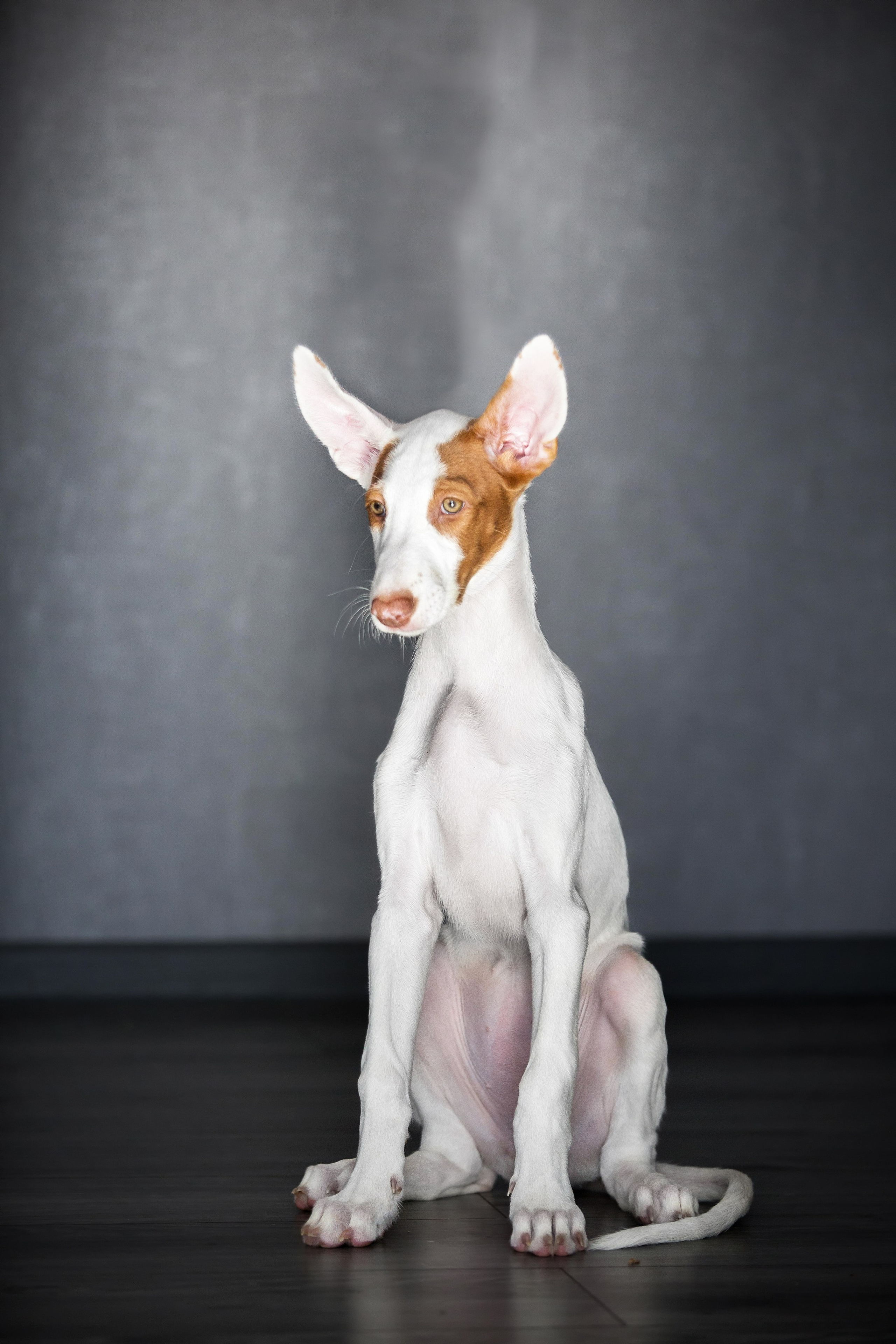 Поденко Ибиценко. Https://moshkovaphoto.ru/