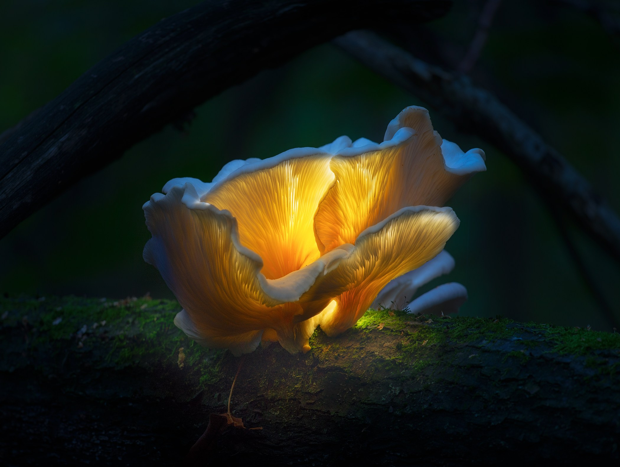 Volkovart.ru glowing mushrooms photography. Volkovart.online nature photography