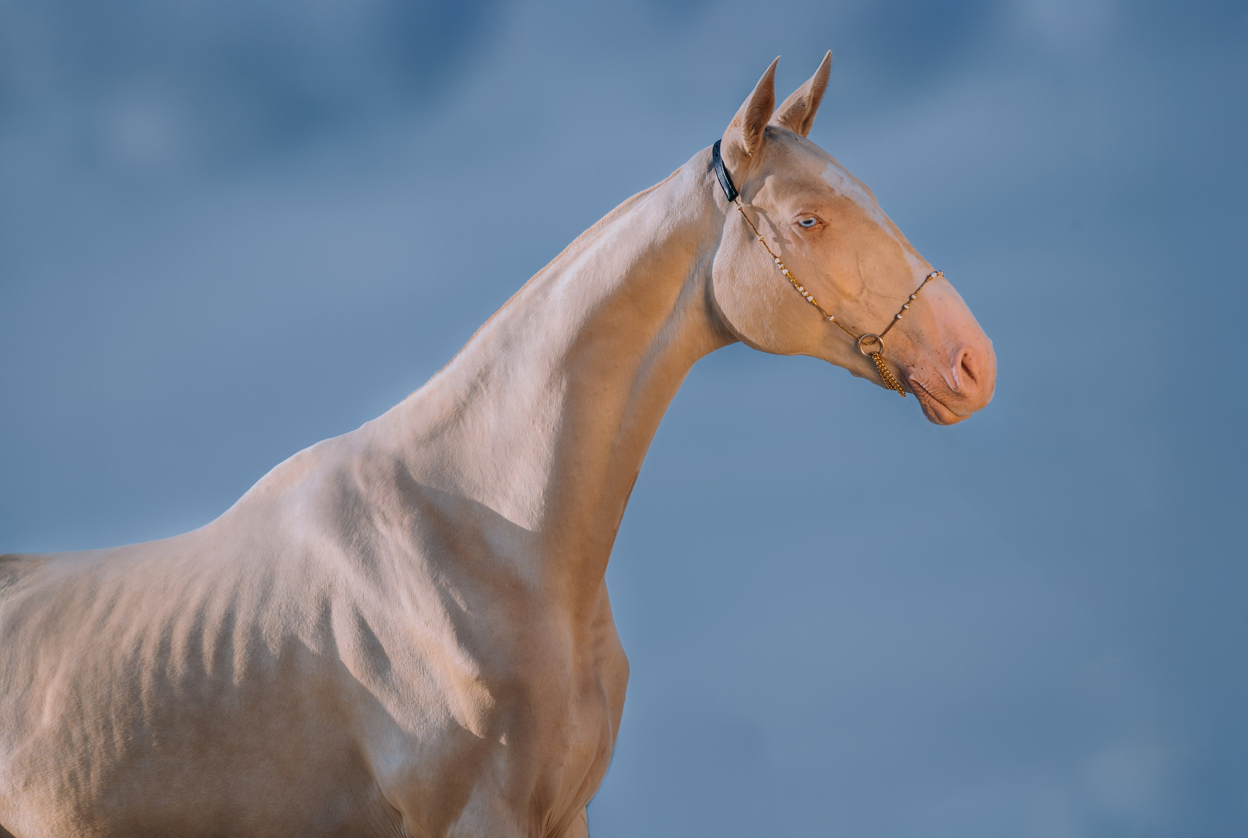 На природе. Фотограф-анималист Ксендзова Кристина