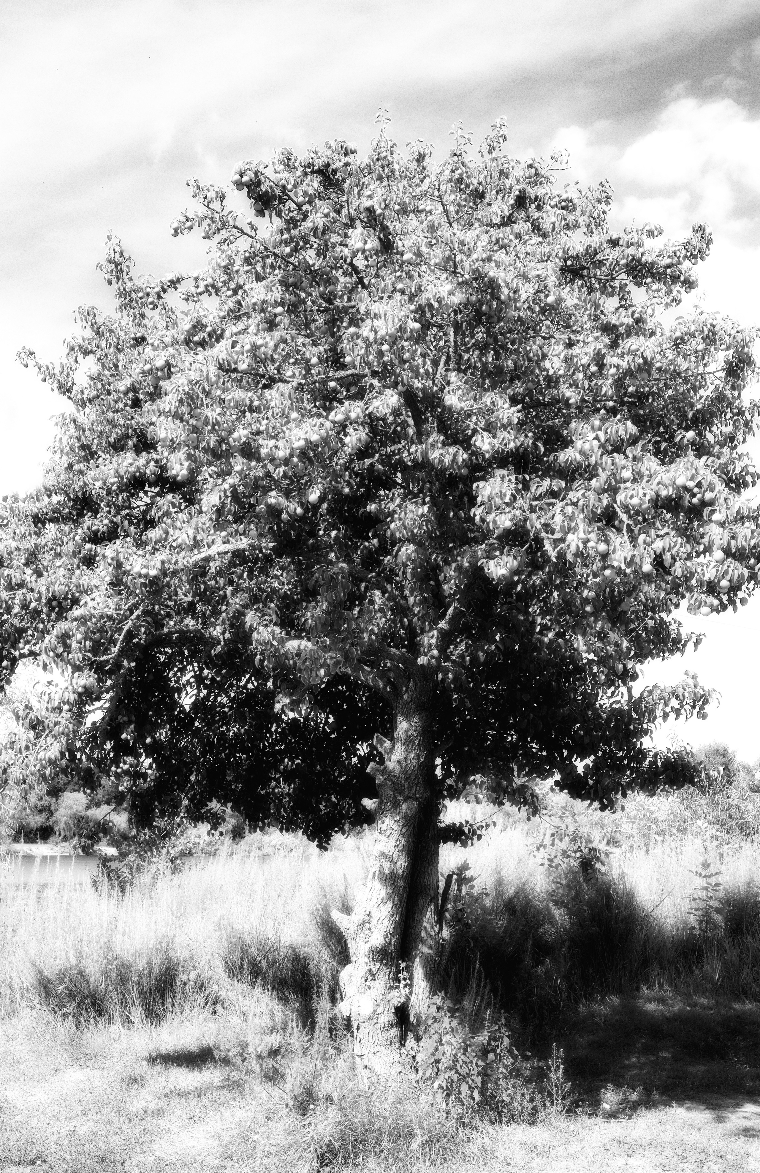 ЧБ  пейзажи (BnW landscape). Фотограф (photographer) Lischinski Vitaliy