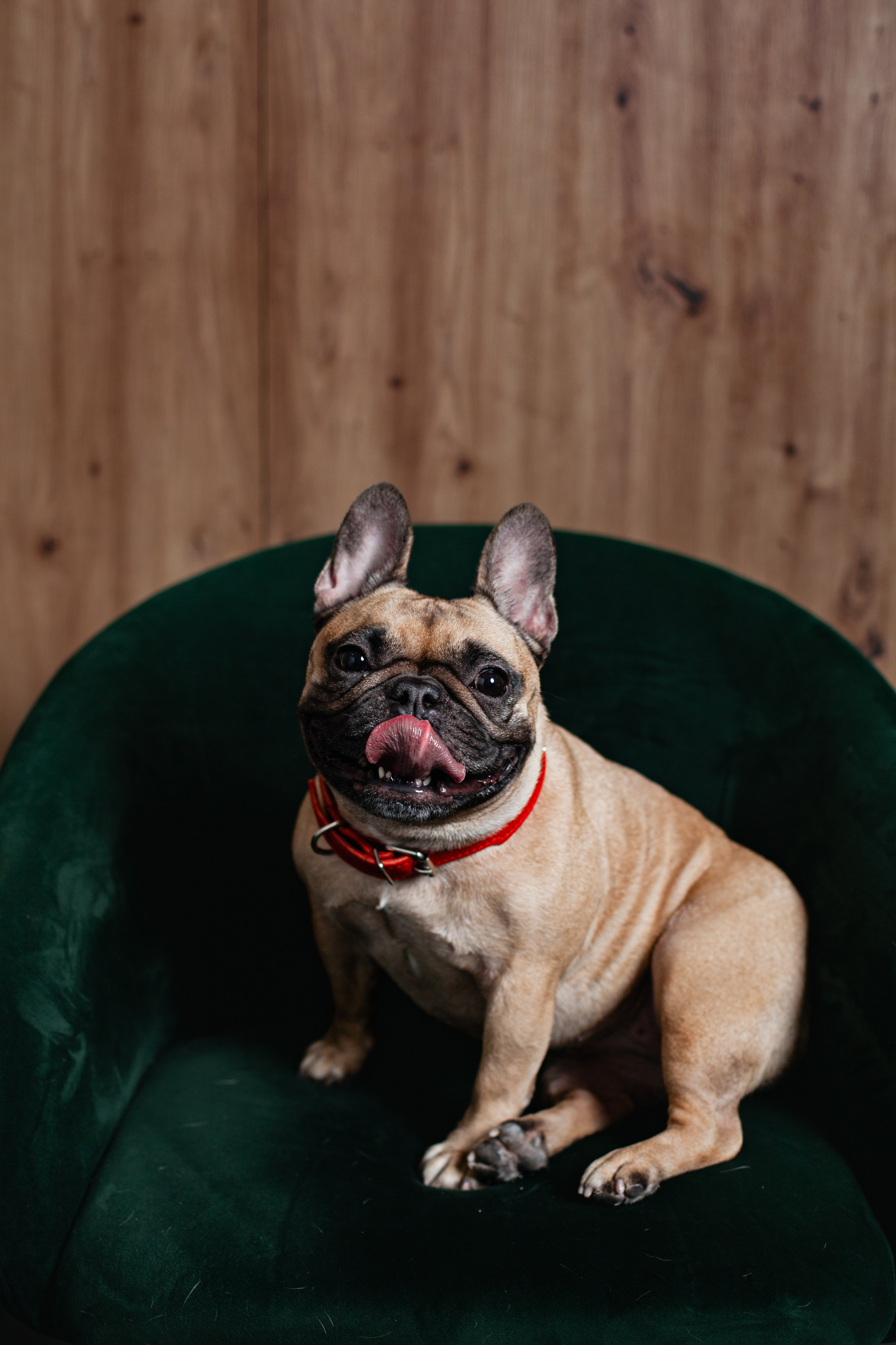 Бульвстреча 2025. Фотограф-анималист Татьяна Степанова