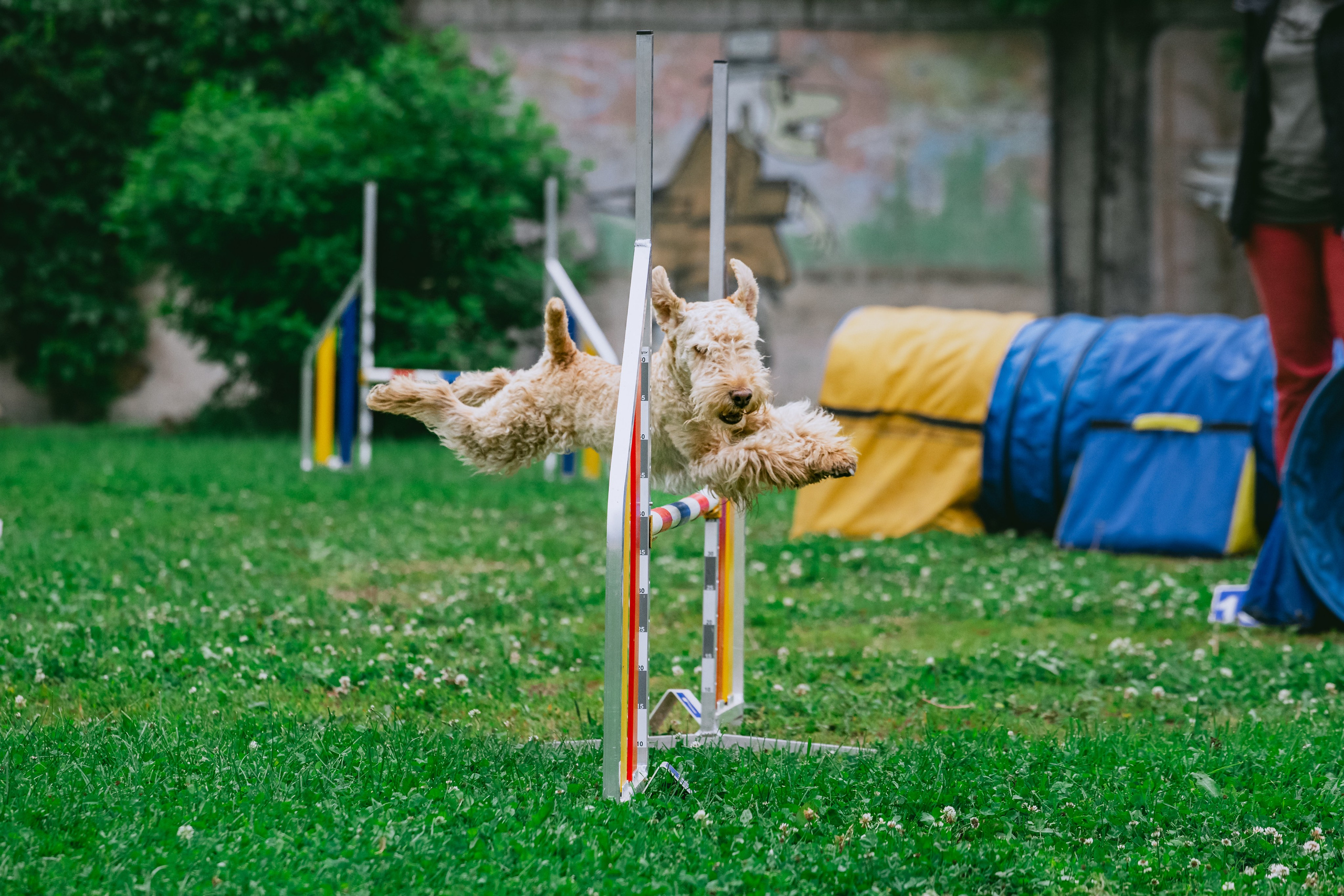 Соревнования по аджилити Долгопрудный 30.06.2025. Фотограф-анималист Татьяна Степанова