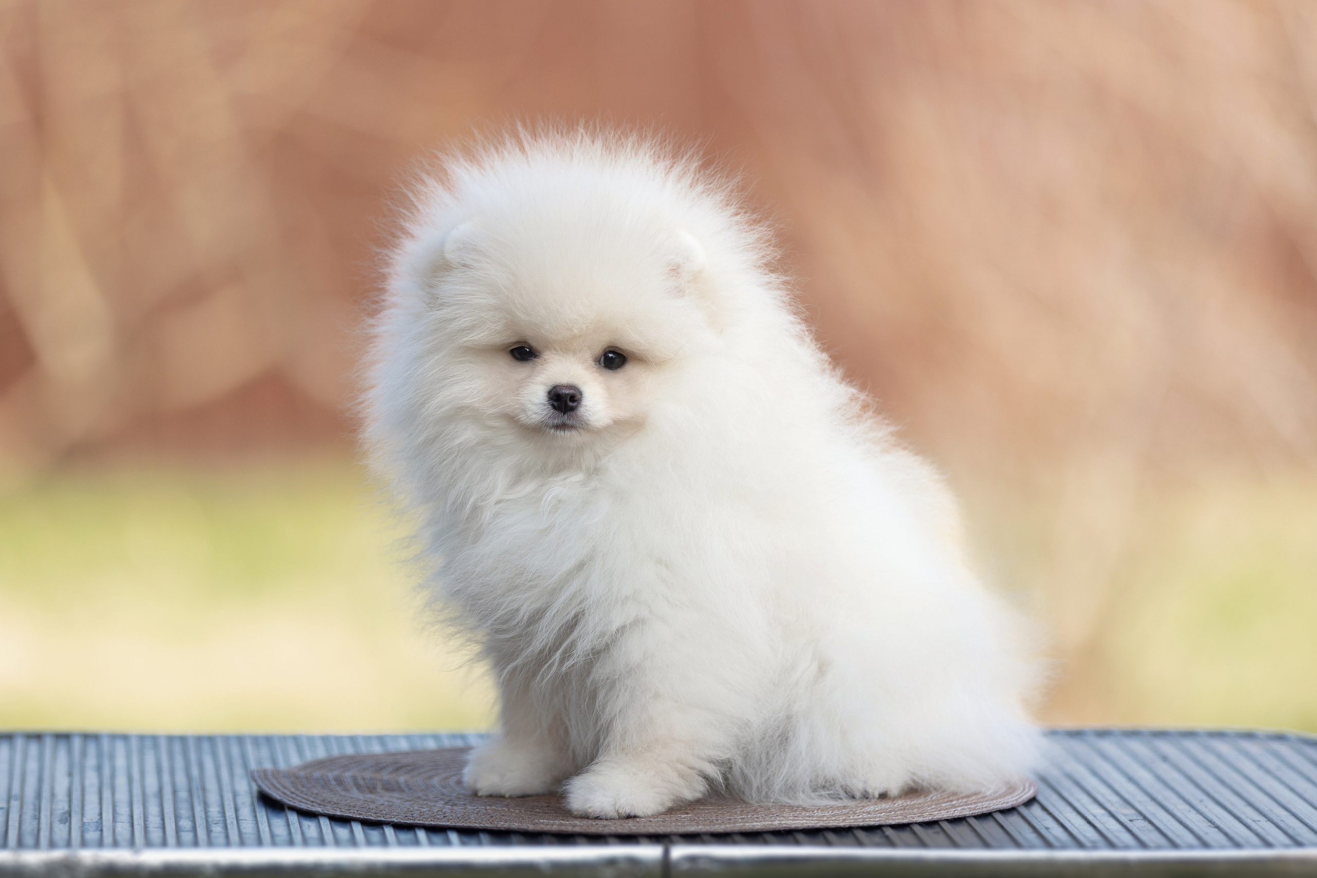 Собаки. Конный фотограф Валынкина Лера