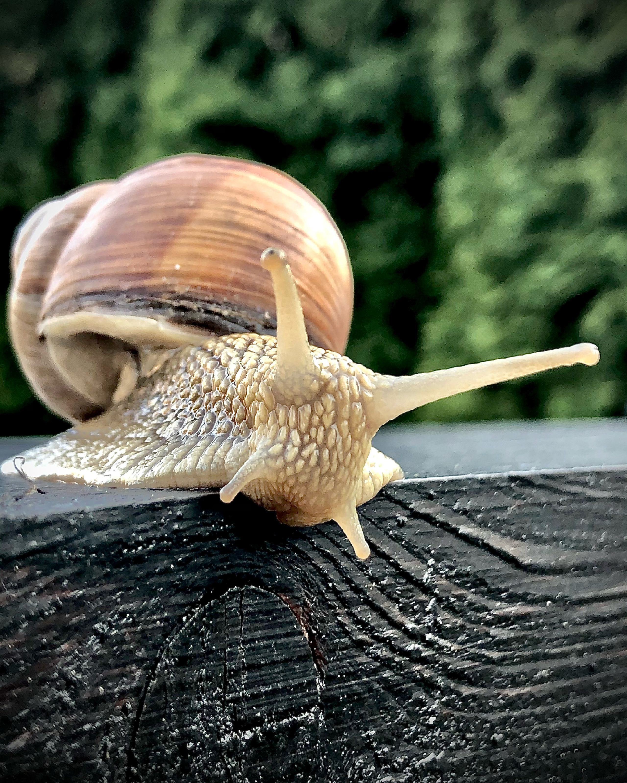 Снято на телефон. Фотография, ретушь, сканирование, восстановление старых фото, интерьерная съёмка, студия. Данилов Александр, Москва