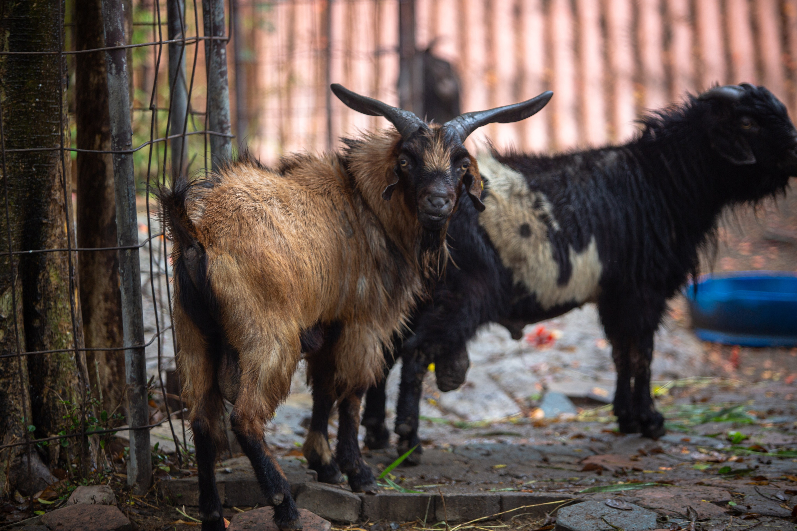 Samut Prakan Crocodile Farm & Zoo. Photographer Sonkina Tatiana (Tanya Ash)