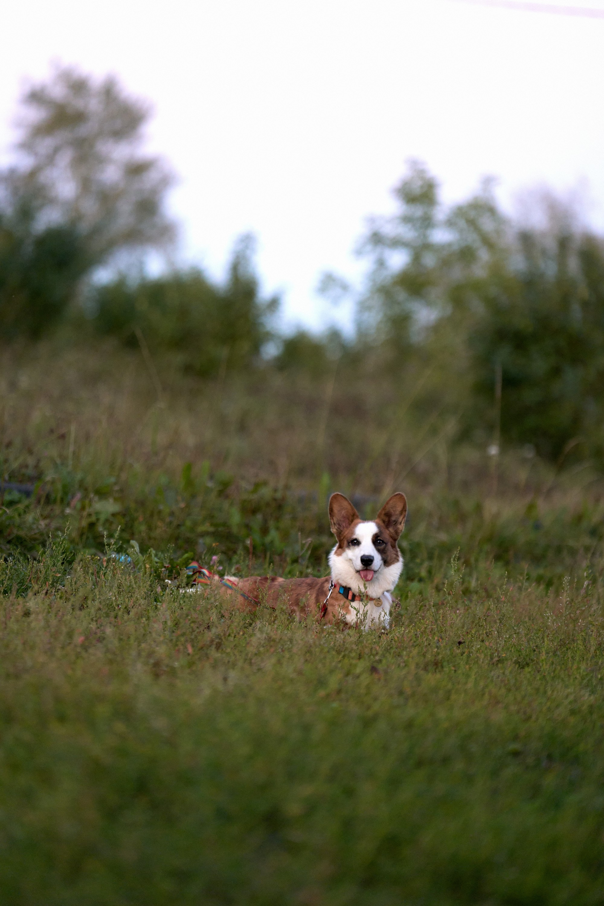 Съемка собак. Фотограф в Екатеринбурге Анастасия Фе