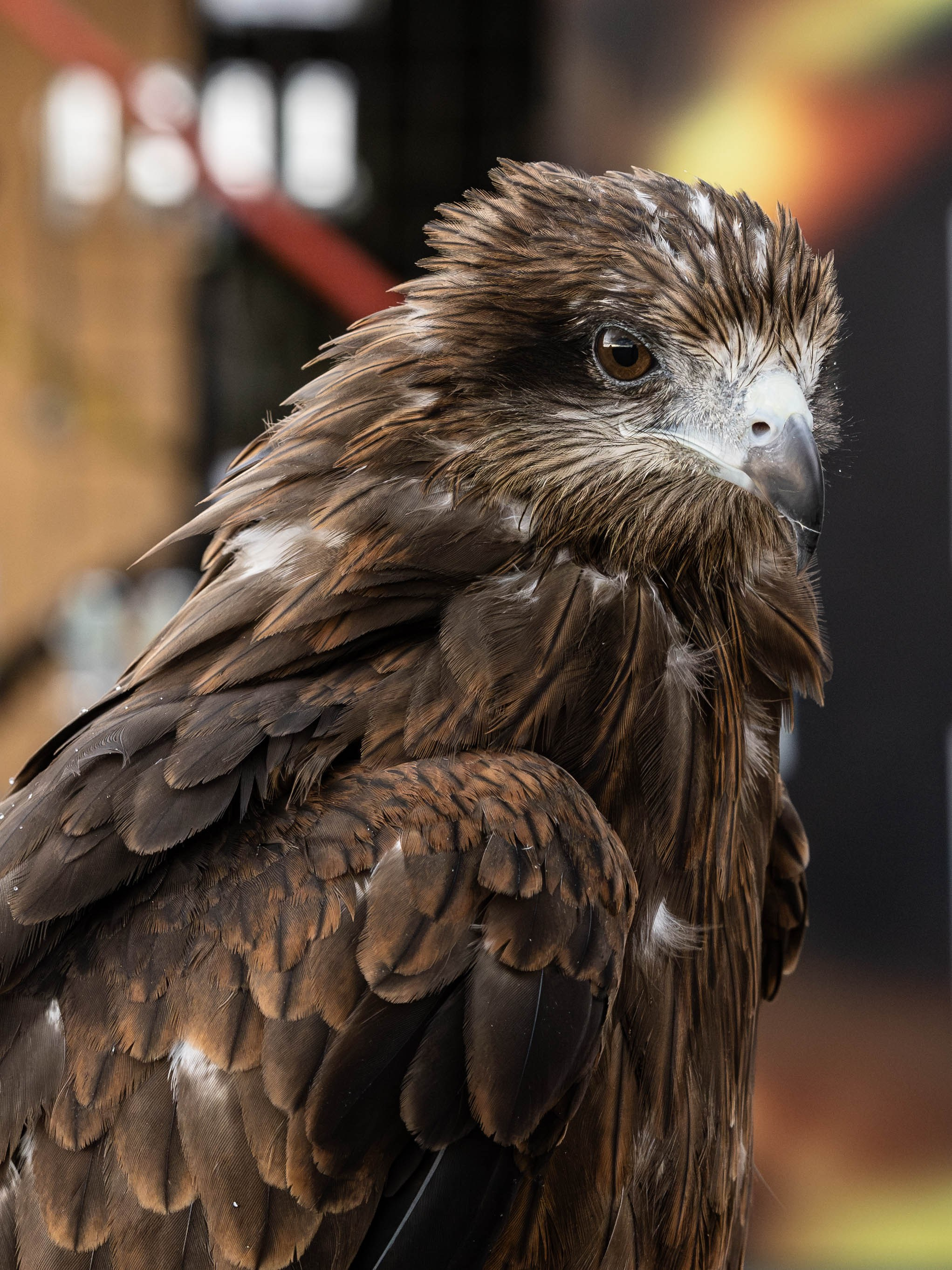 «Лихолесье» 2024. Bertran Ordo