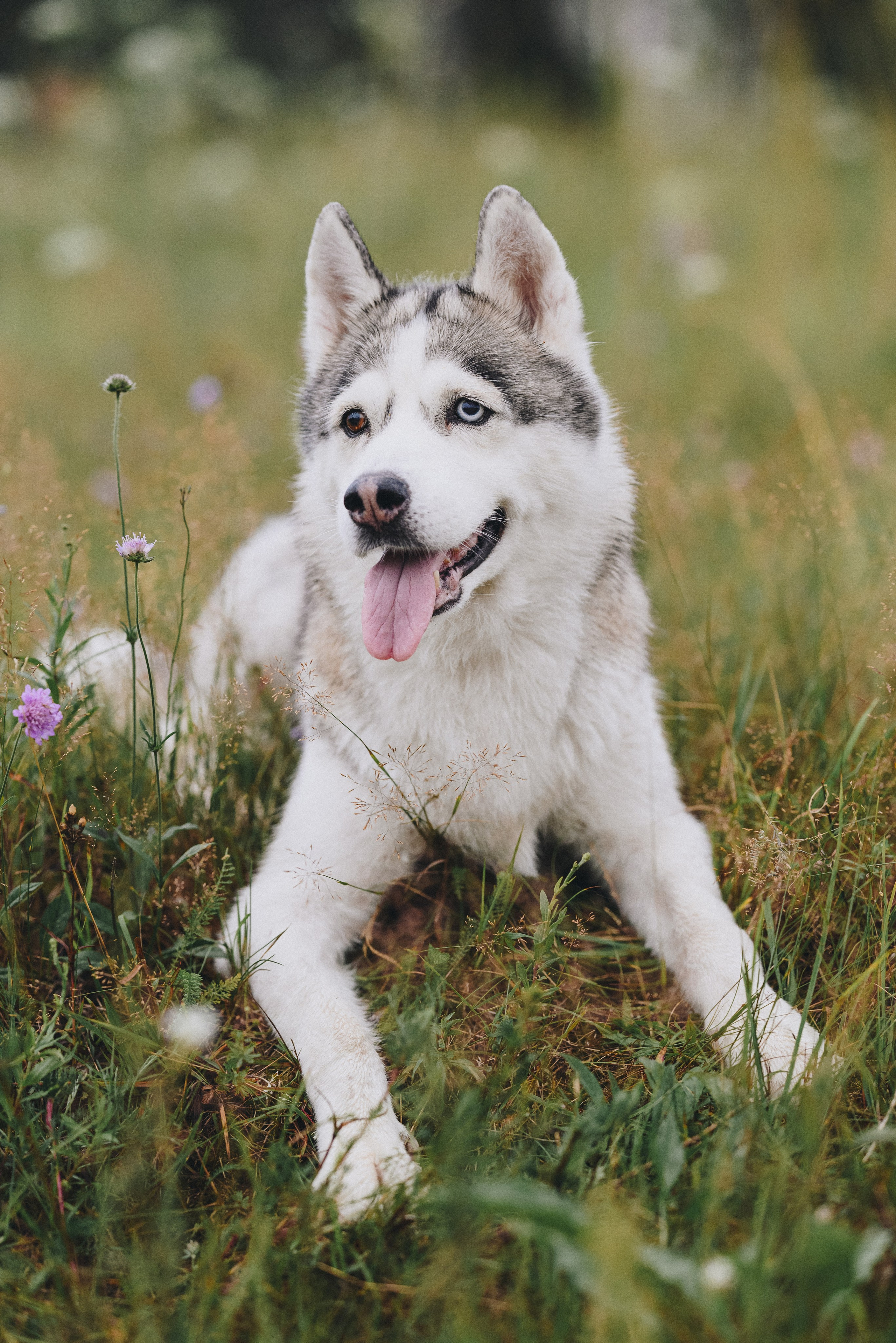 Lilya & Eva. Natalia Finch Photography — Family, Kids & Pet Photographer in Chicago, IL