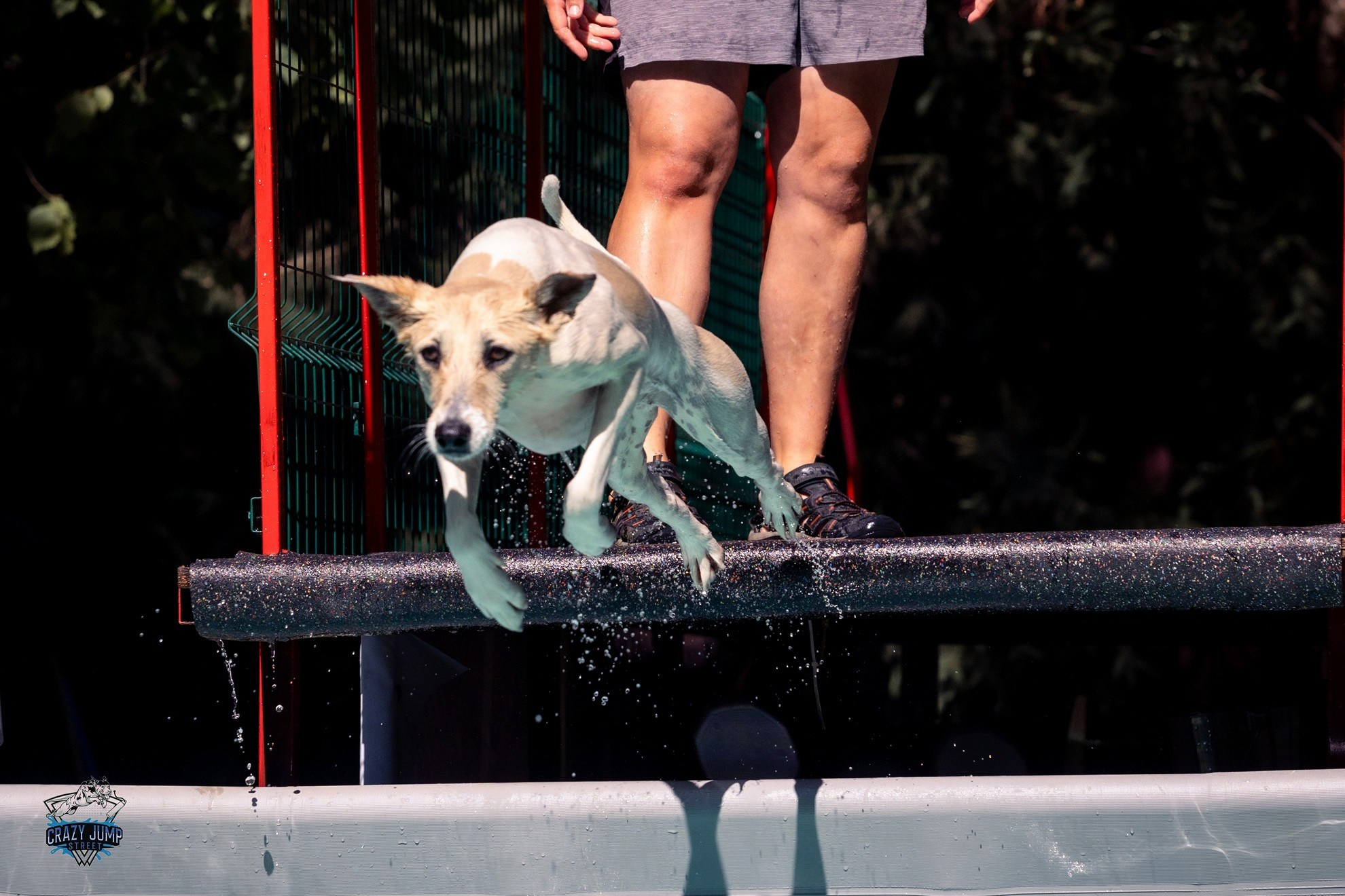 Собаки, спорт, Док дайвинг. Свадебный и репортажный фотограф в Москве и Московской области